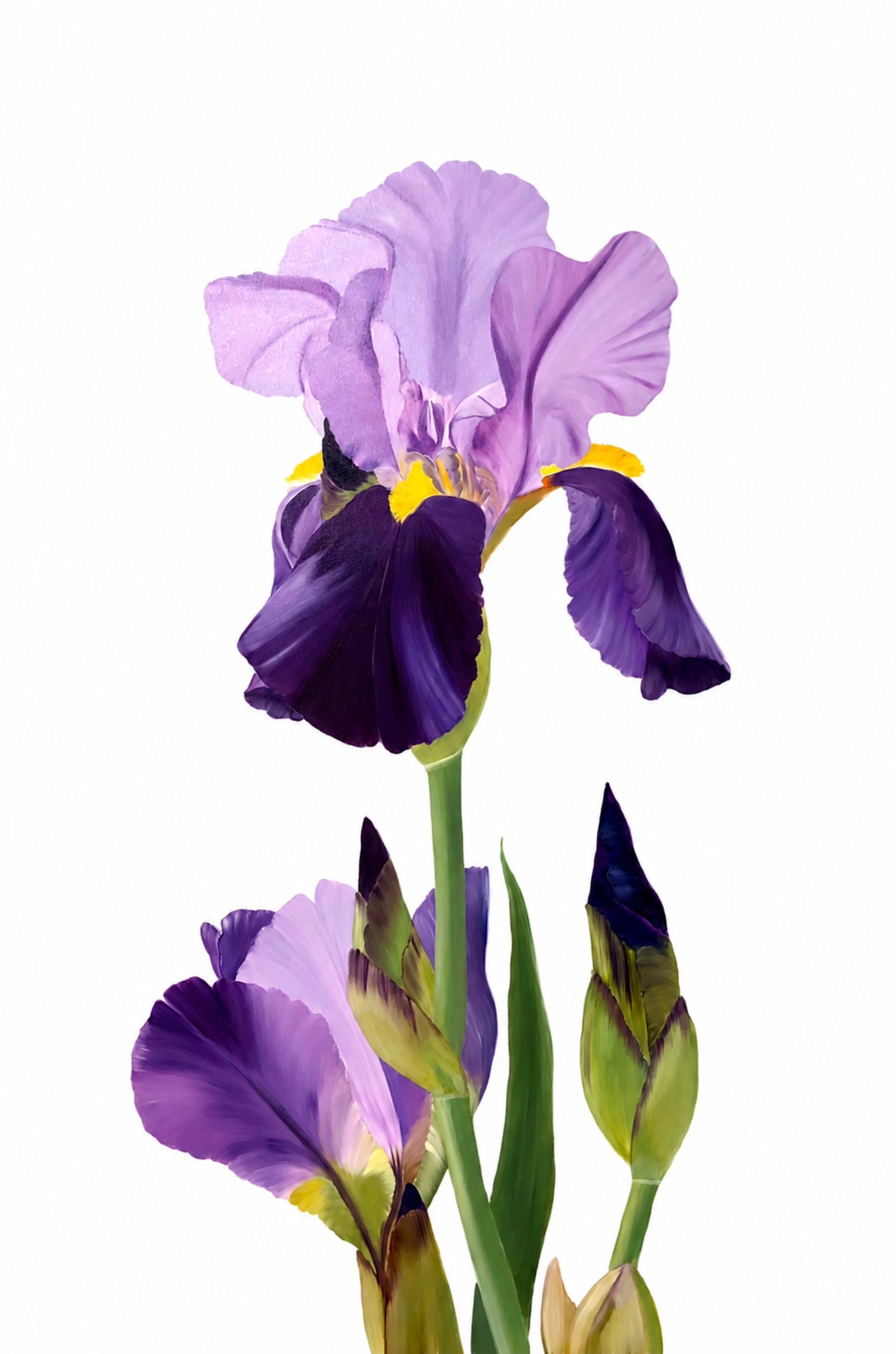 Spring in Paris series - Fleur d'Iris, iris flower, garden