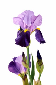 Série « Le printemps à Paris » - Fleur d'Iris, fleur d'iris, jardin