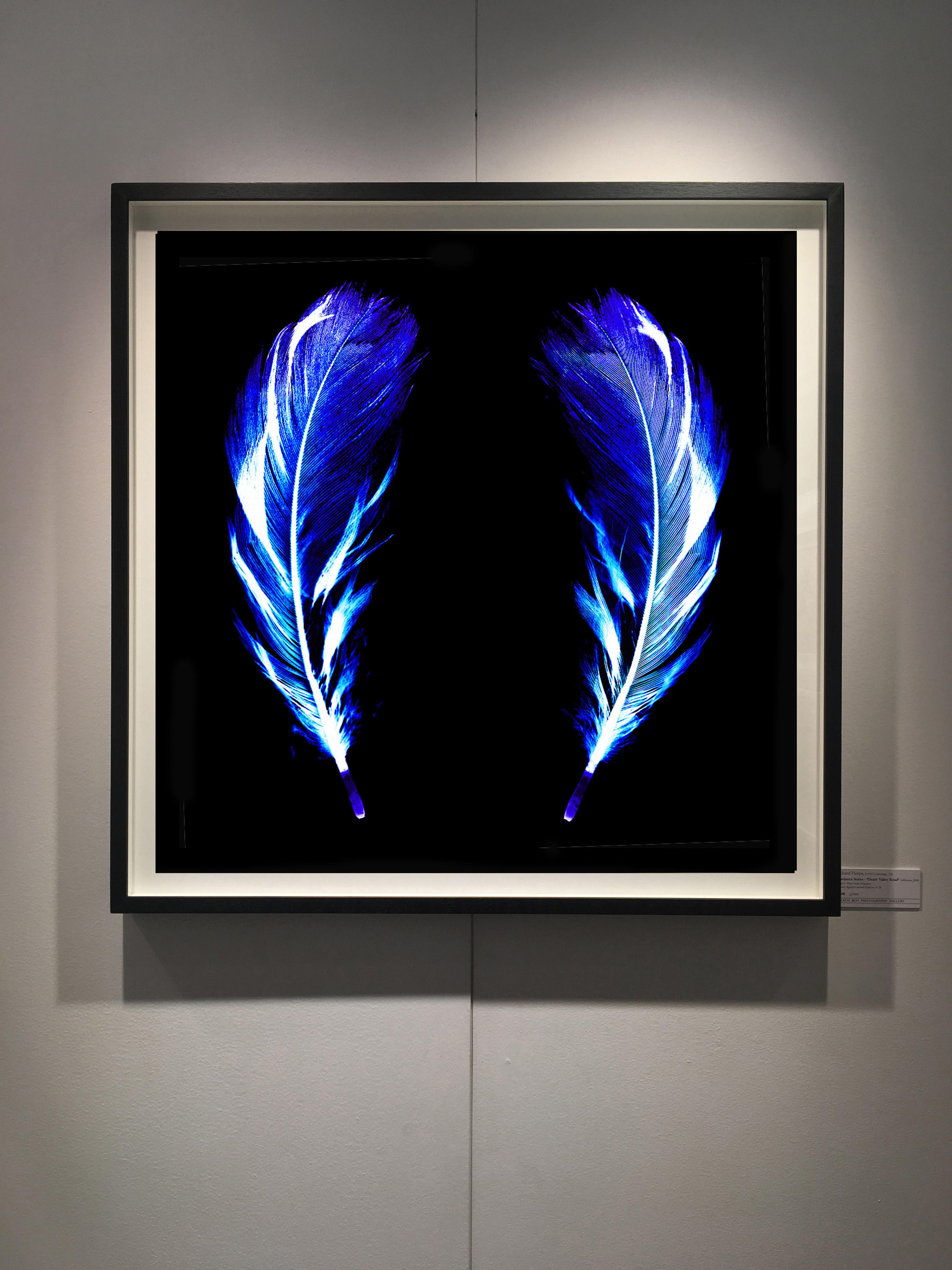 Flight of Fancy - Electric Blue Feathers - Konzeptionelle, Farbfotografie (Schwarz), Color Photograph, von Natasha Heidler