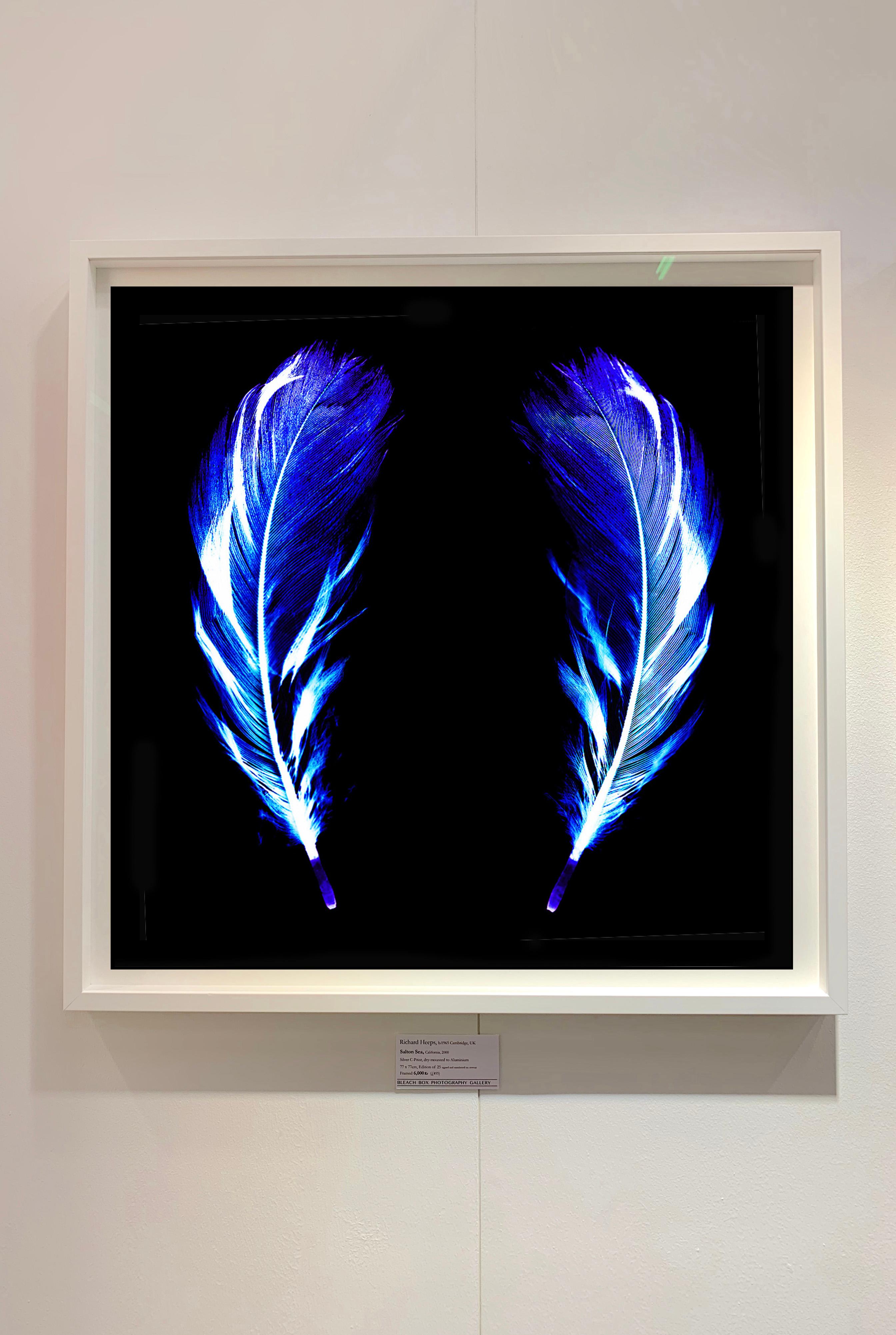 douglas blue feather