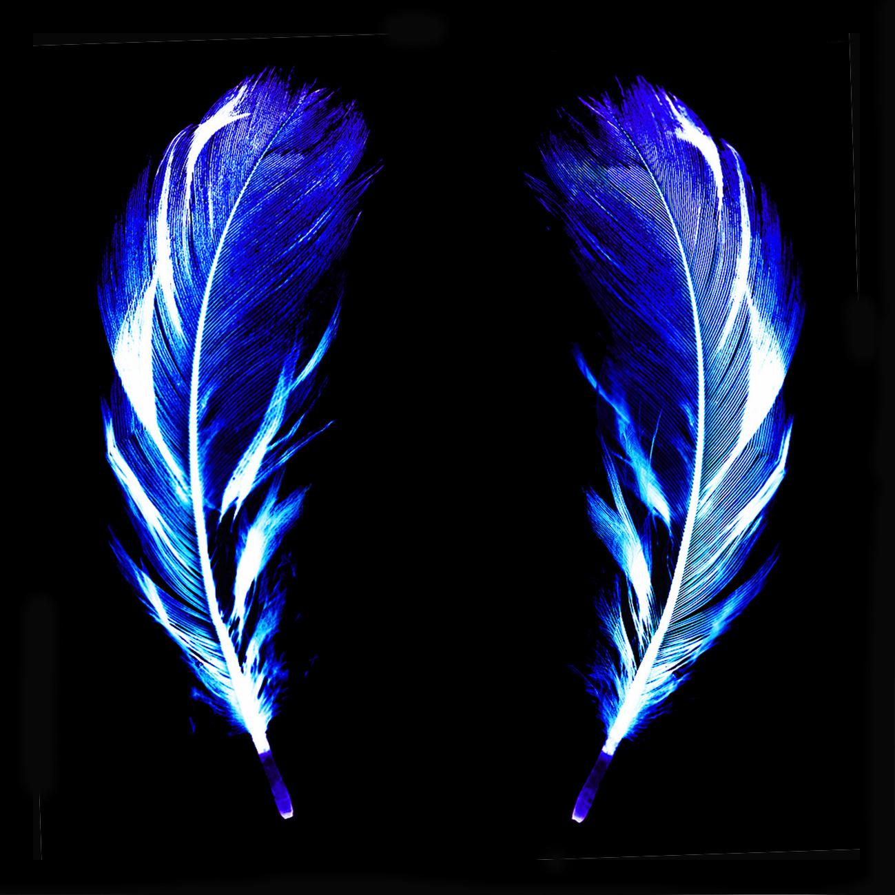 Natasha Heidler Abstract Photograph - Flight of Fancy - Electric Blue Feathers - Conceptual, Color Photography 