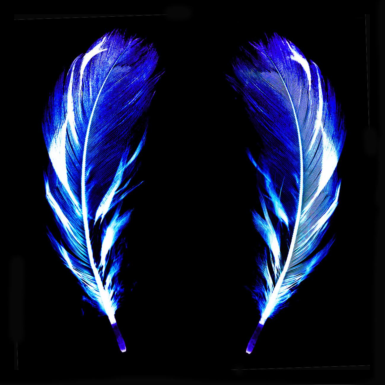 Flight of Fancy - Electric Blue Feathers - Conceptual, Color Photography