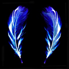 Flight of Fancy - Electric Blue Feathers - Conceptual, Color Photography