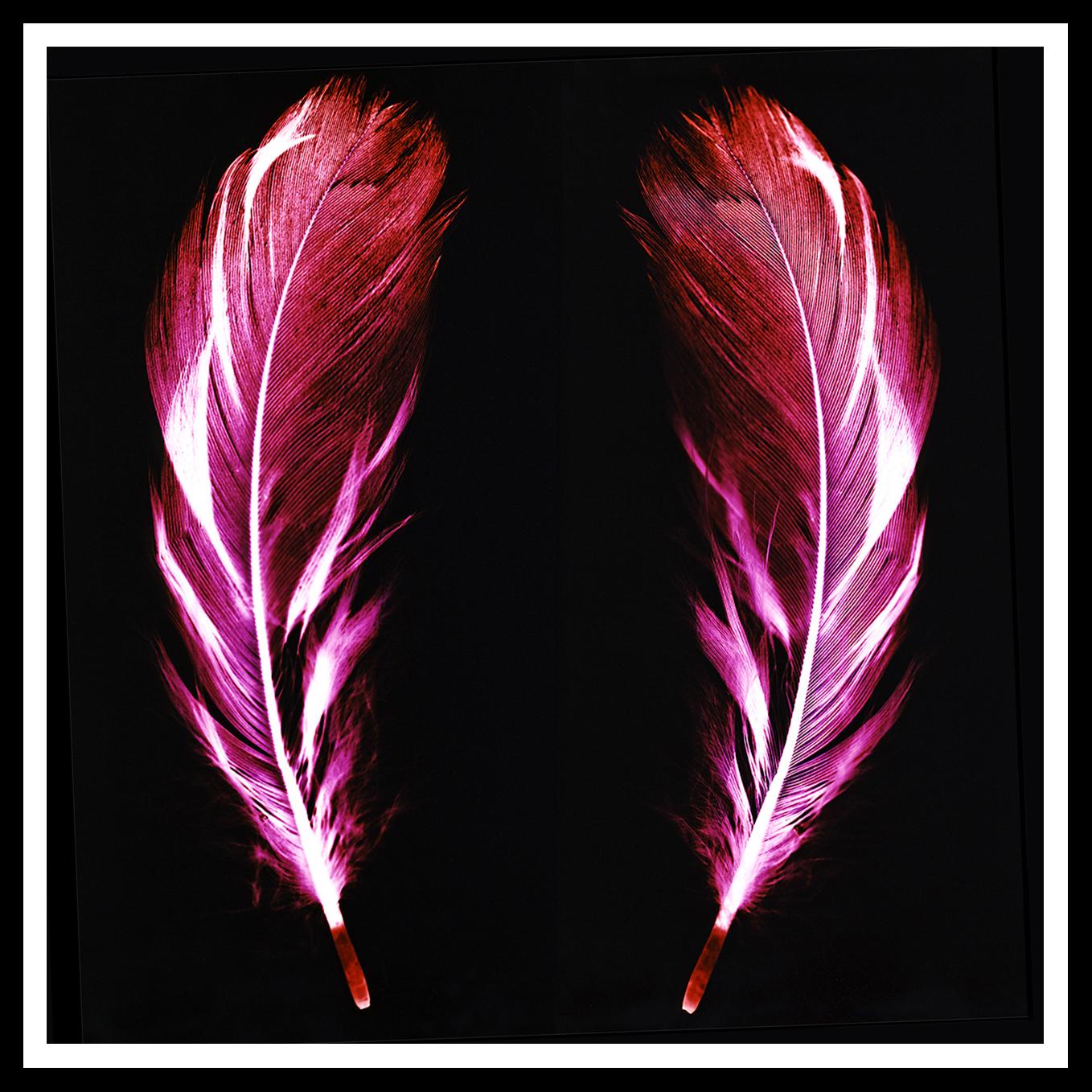 Flight Of Fancy Electric Pink Feathers Conceptual Color Photography