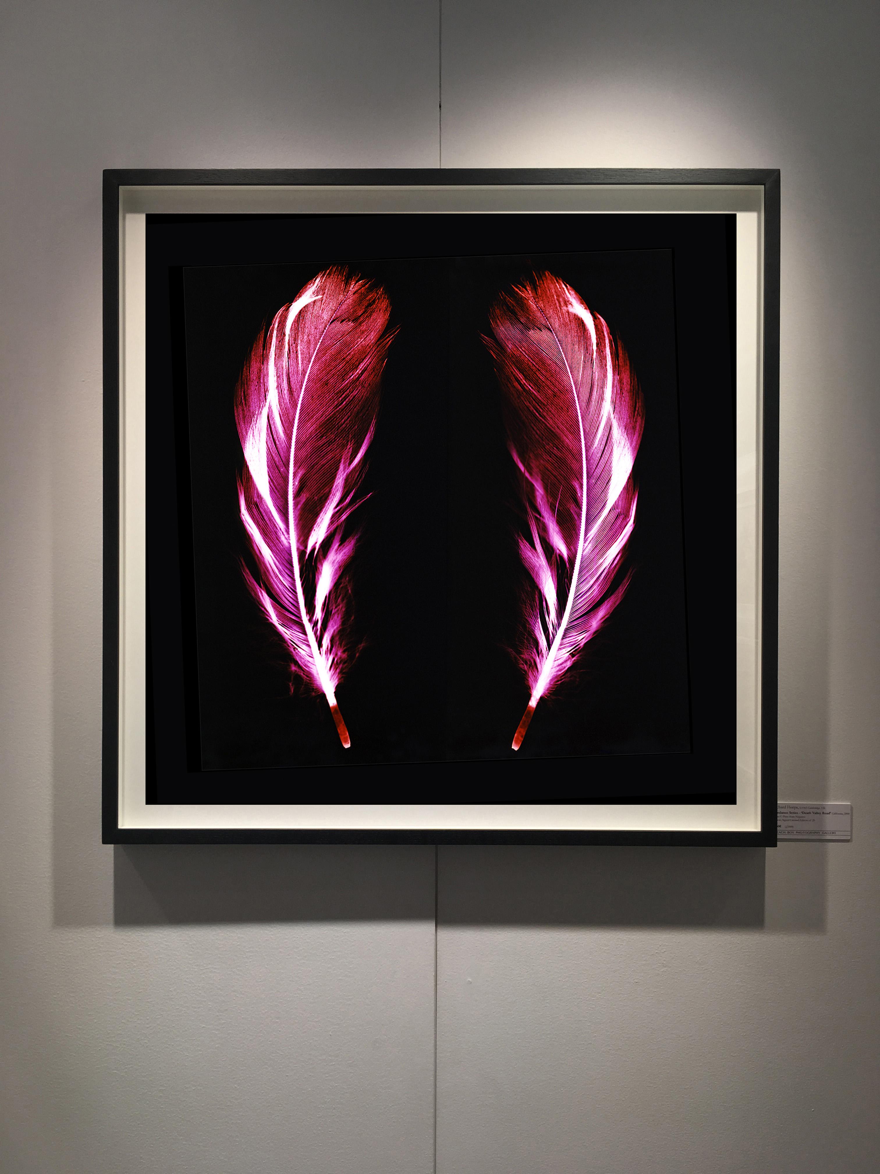 Flight of Fancy - Electric Pink Feathers - Conceptual, Color Photography - Black Abstract Photograph by Natasha Heidler