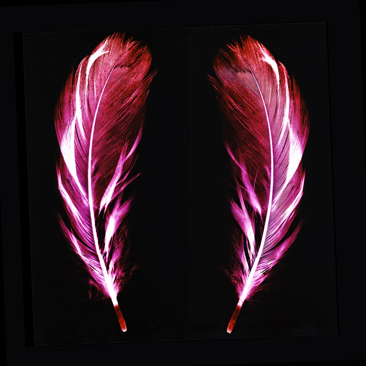 Natasha Heidler Abstract Photograph - Flight of Fancy - Electric Pink Feathers - Conceptual, Color Photography