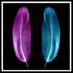 Par de Plumas Ciruela y Azul Hielo - Fotografía Conceptual, Color