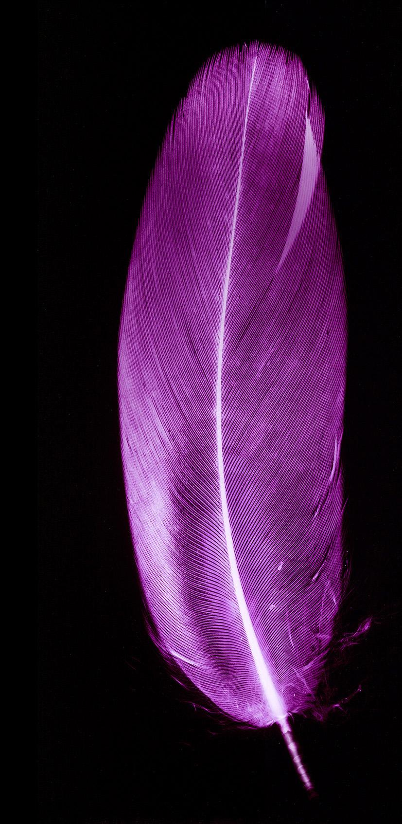 Plum & Ice Blue Pair of Feathers - Conceptual, Color Photography - Black Abstract Photograph by Natasha Heidler