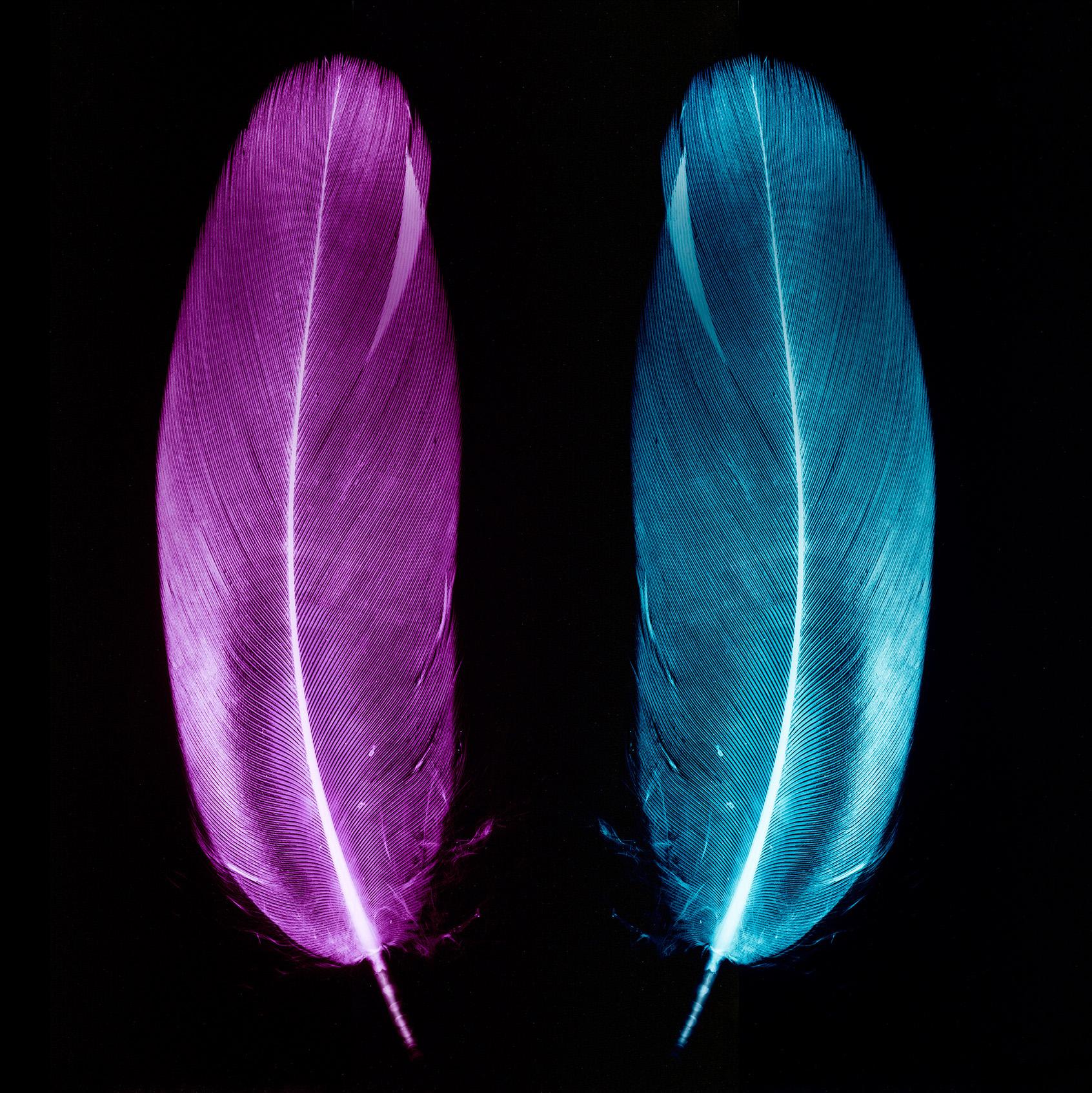 Paire de plumes prune et bleu glace - Photographie conceptuelle couleur