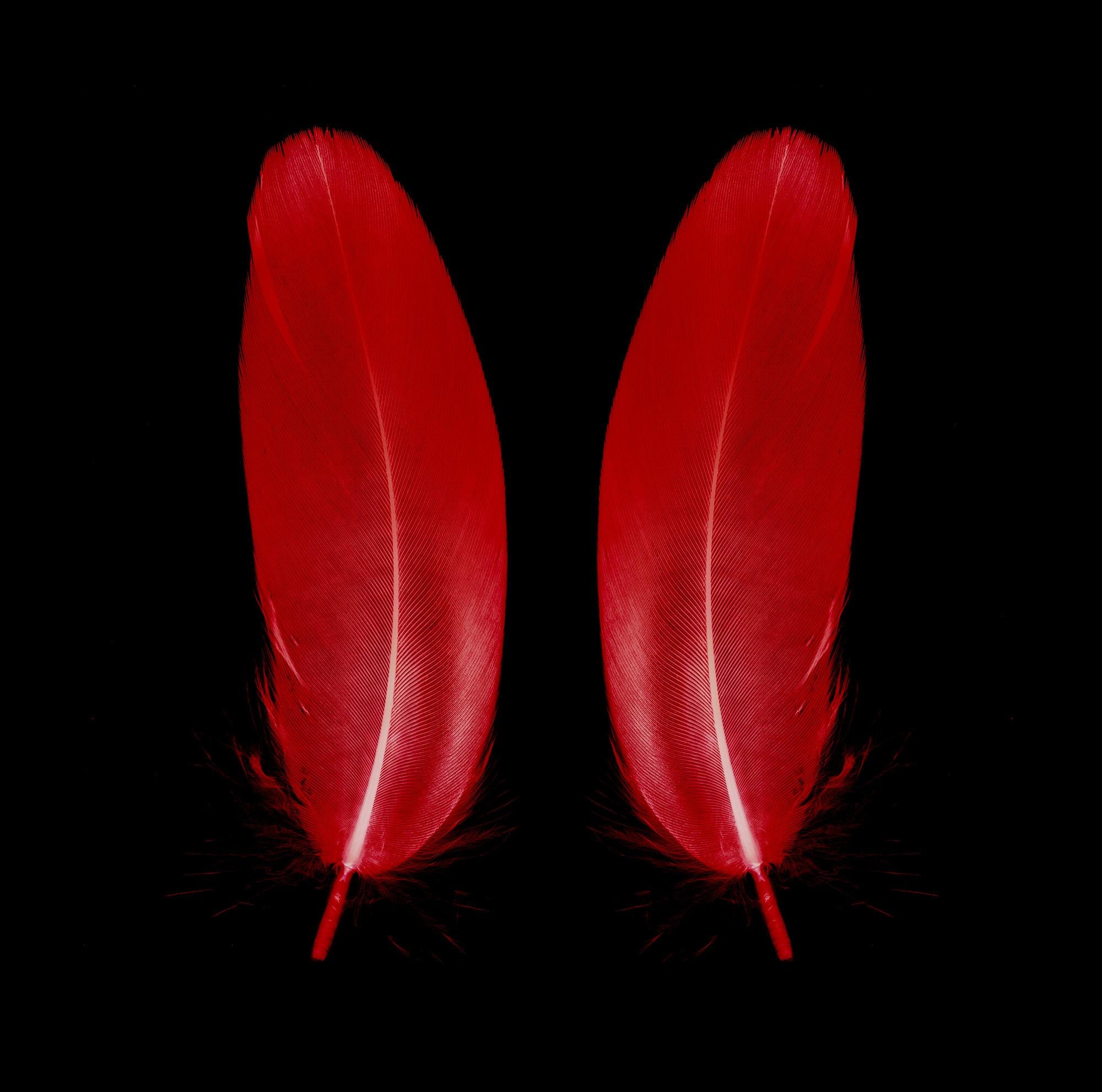 Scarlet Butterfly - Red Feathers - Conceptual, Color Photography