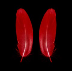Scarlet Butterfly - Red Feathers - Conceptual, Color Photography