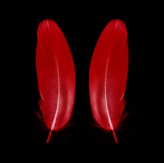 Papillon écarlate - plumes rouges - Photographie conceptuelle en couleur