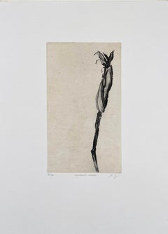 Senilophite Radoteur  (from imaginary botanical series)