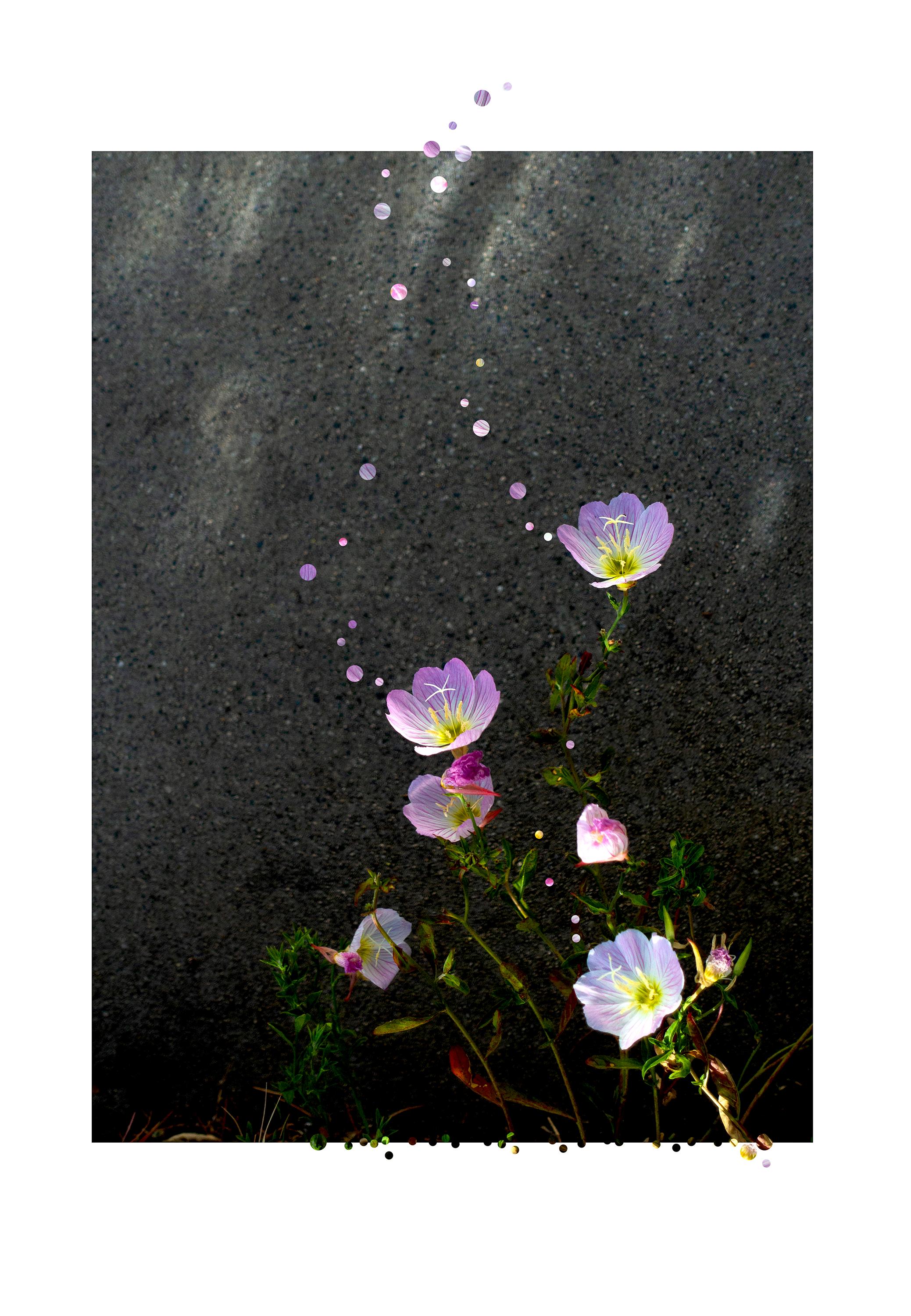 Nathalie Seaver Still-Life Photograph - Golden Hour Poppy