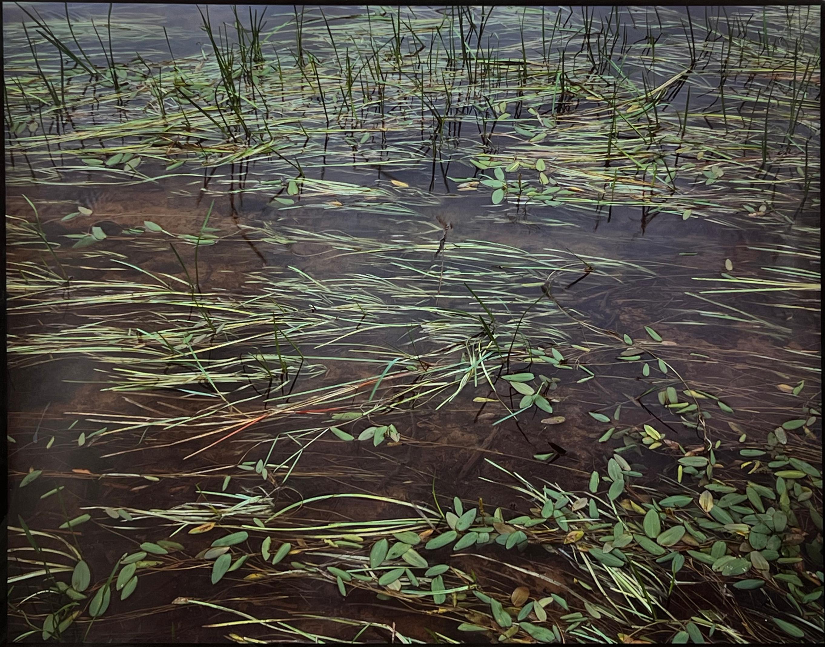 « St. Regis River Grasses », grande photographie positive directe et cibachrome  - Print de Nathan Farb