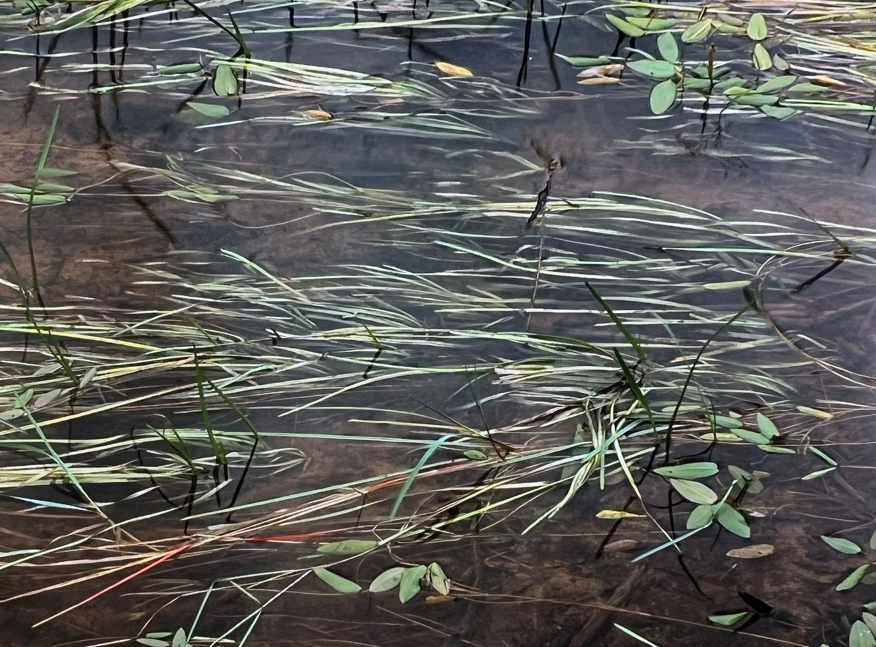 « St. Regis River Grasses », grande photographie positive directe et cibachrome  en vente 1