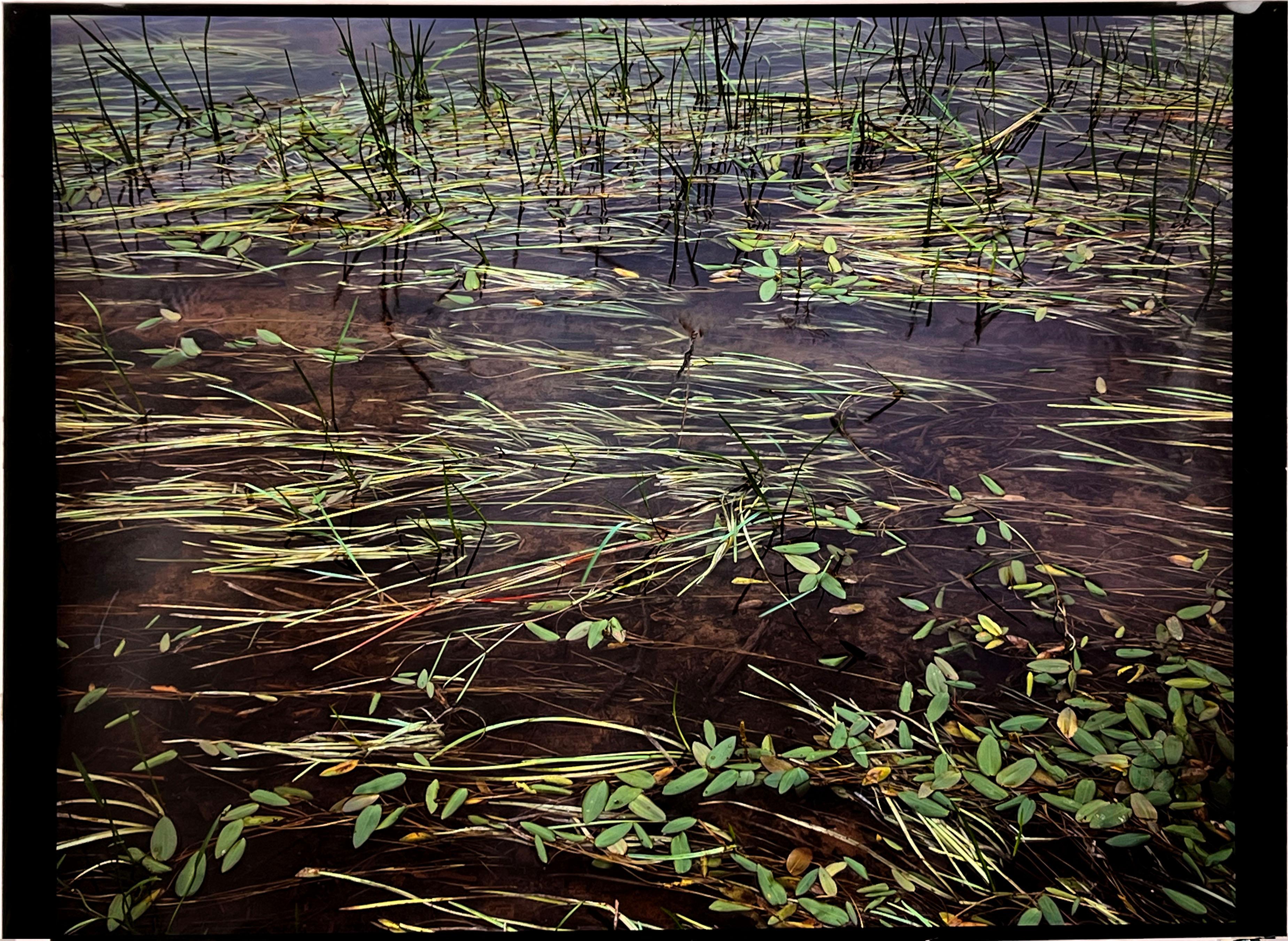 St. Regis River Grasses, New York, a large Cibachrome Direct Positive Photograph - 8