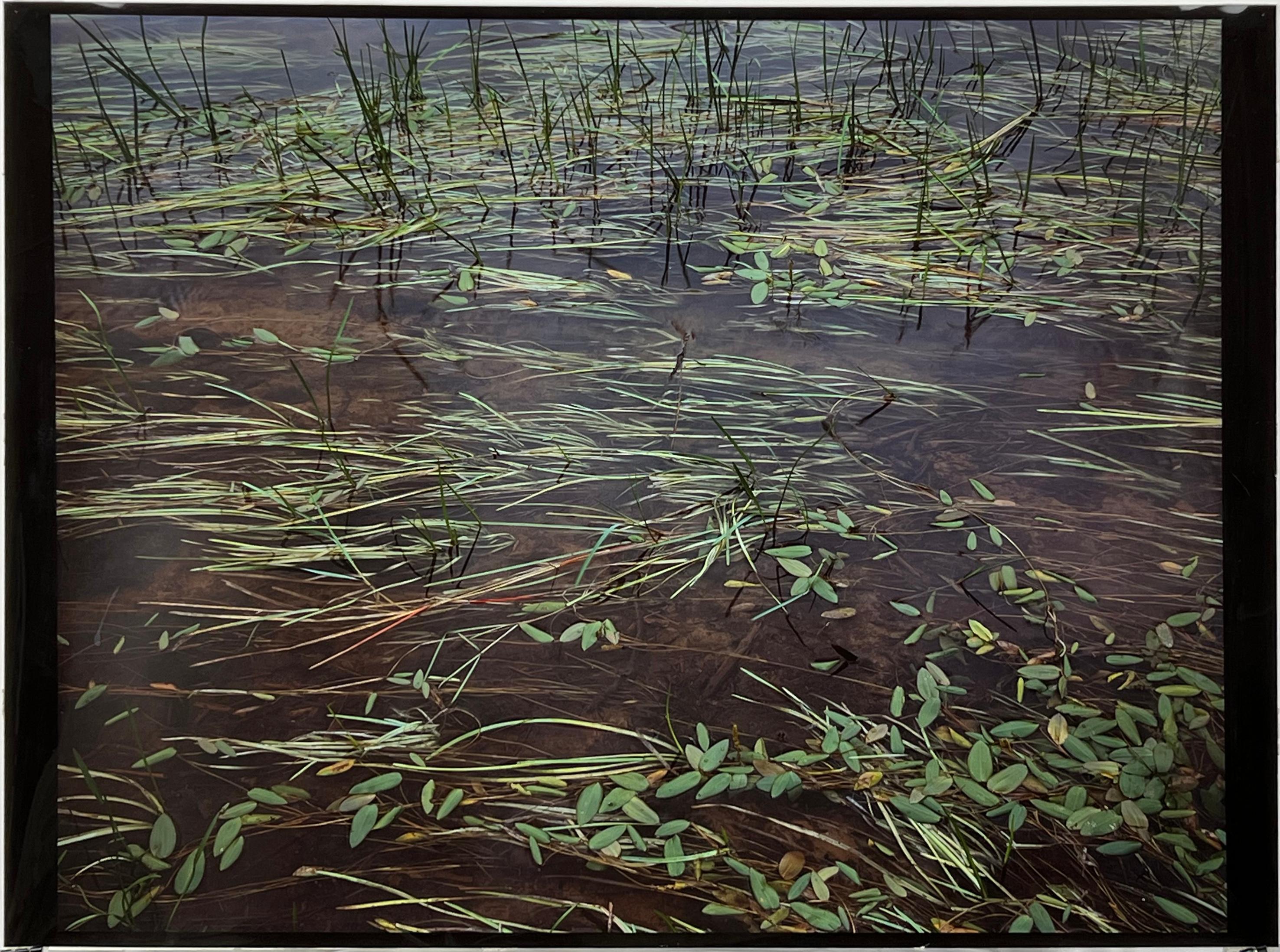 Nathan Farb Landscape Print - "St. Regis River Grasses" Large Cibachrome Direct Positive Photograph 