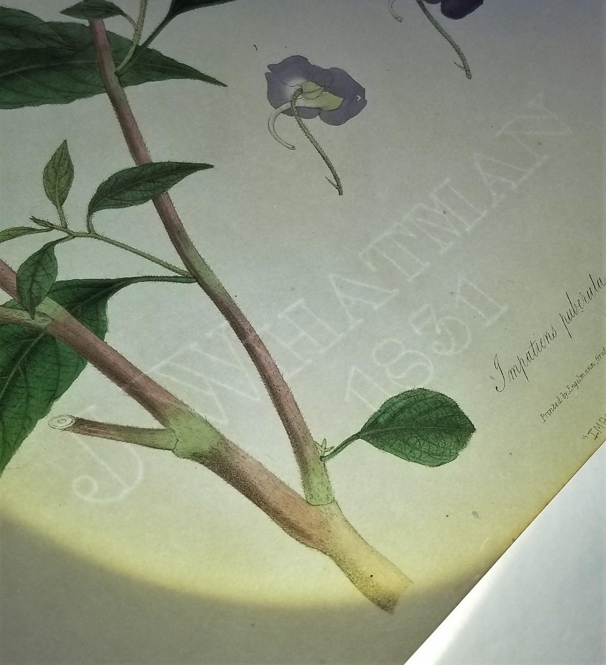 Impatiens puberula (Soft Pink Balsam) /// Impression ancienne de fleurs botaniques et de plantes en vente 9