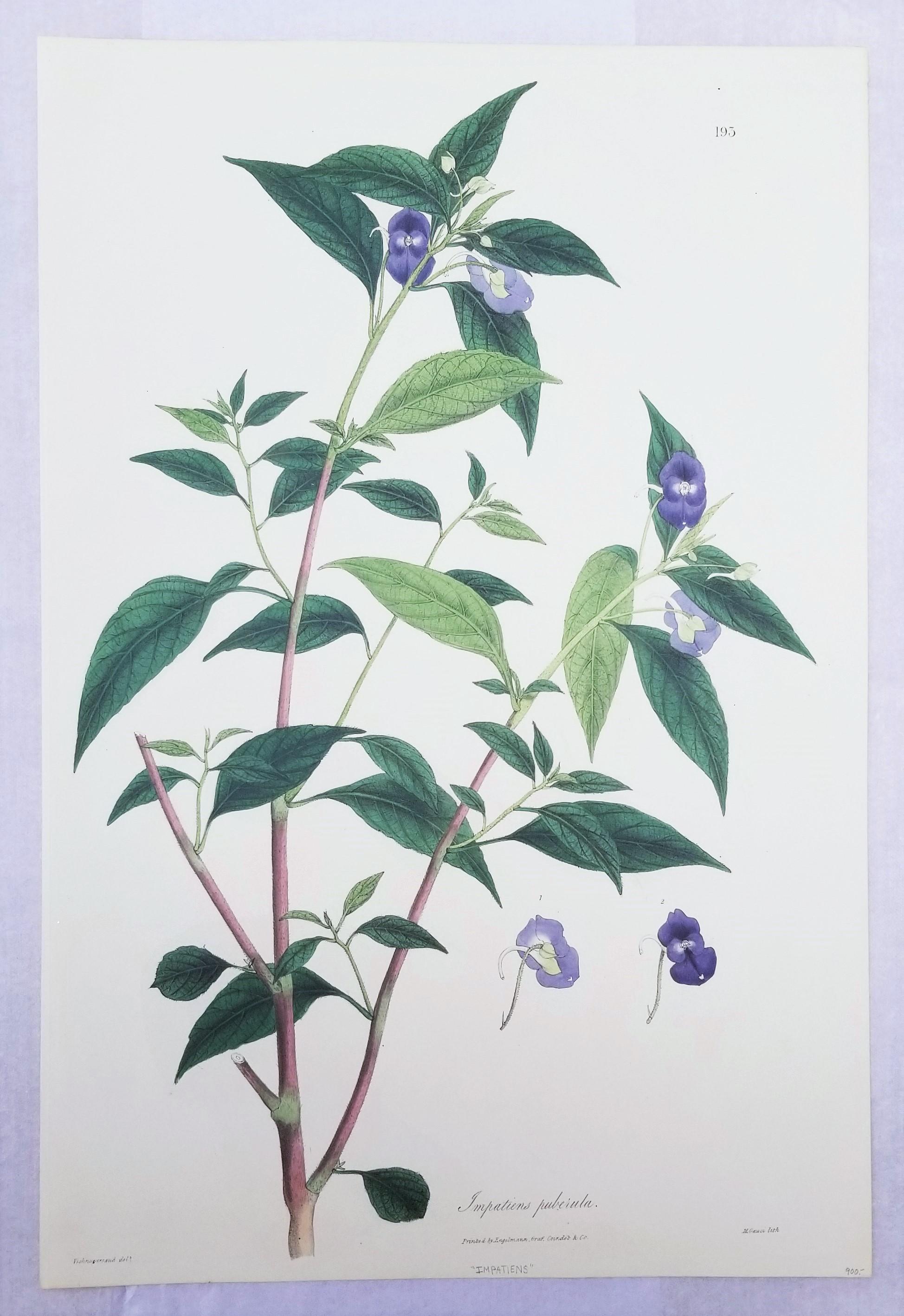 Impatiens puberula (Soft Pink Balsam) /// Impression ancienne de fleurs botaniques et de plantes - Print de Nathaniel Wallich