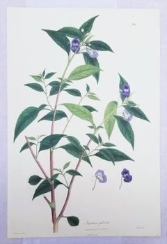Impatiens puberula (Soft Pink Balsam) /// Antique Botanical Flowers Plant Print