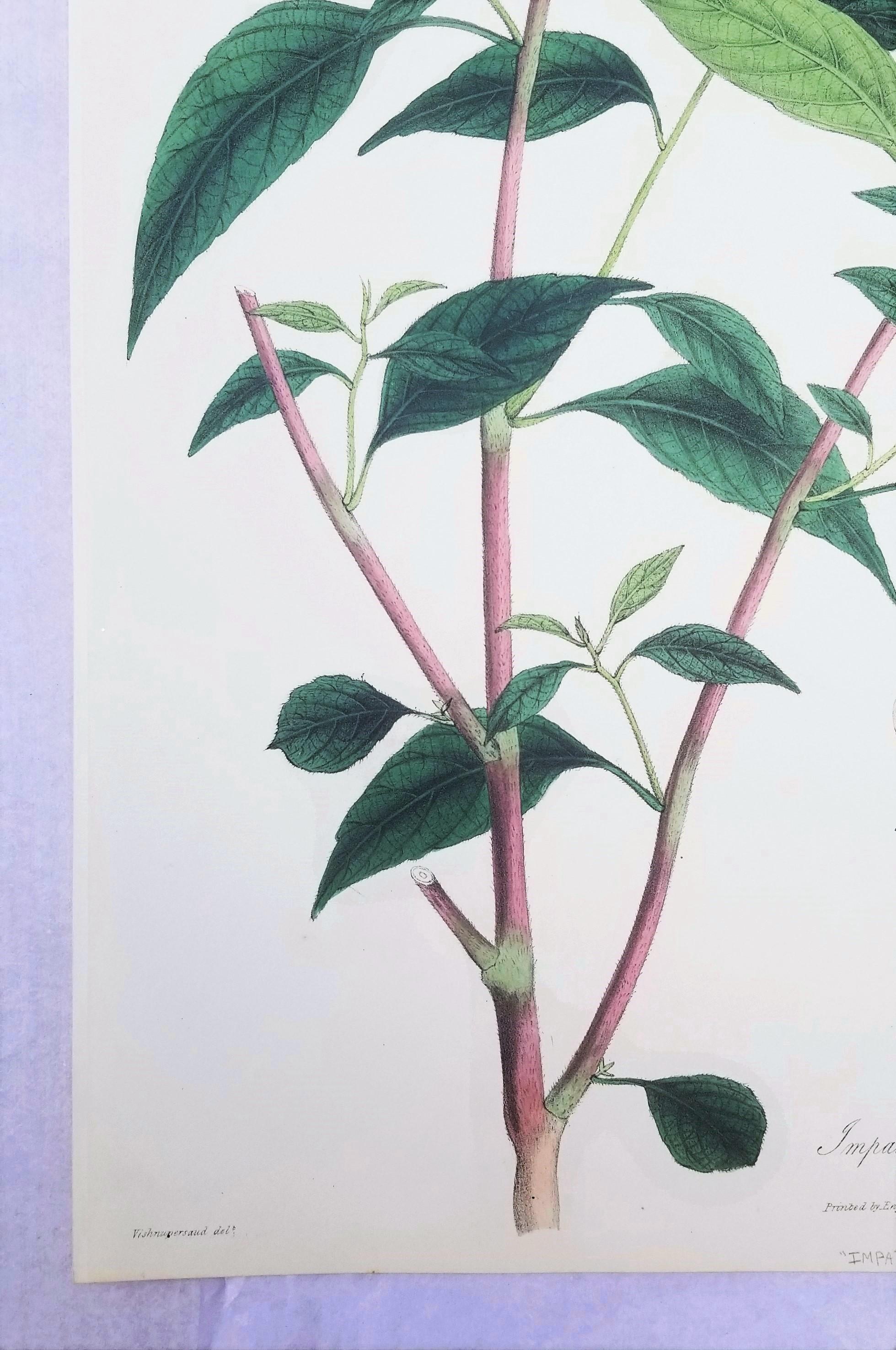 Impatiens puberula (Soft Pink Balsam) /// Impression ancienne de fleurs botaniques et de plantes - Victorien Print par Nathaniel Wallich