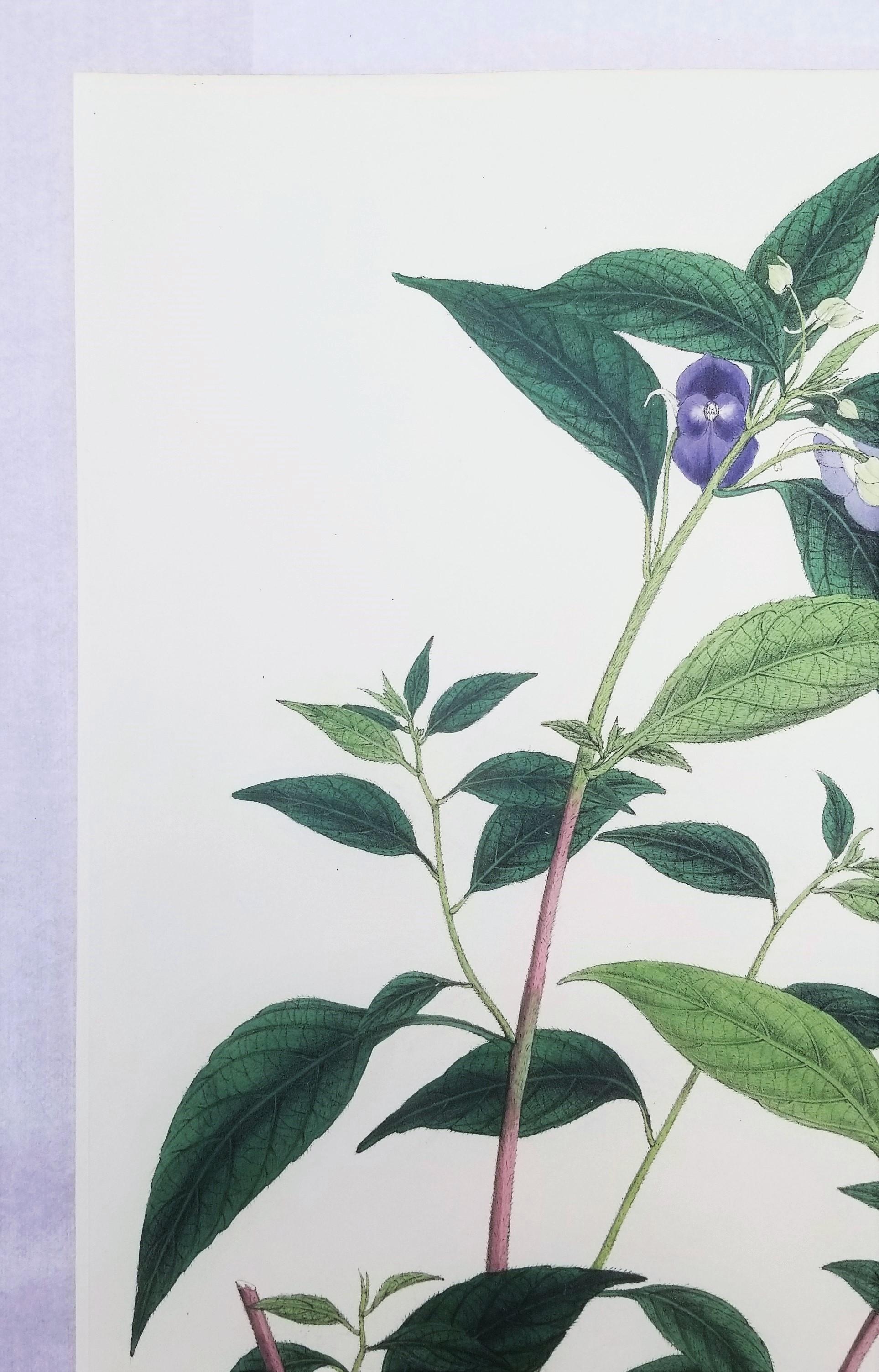 Impatiens puberula (Soft Pink Balsam) /// Impression ancienne de fleurs botaniques et de plantes - Gris Still-Life Print par Nathaniel Wallich