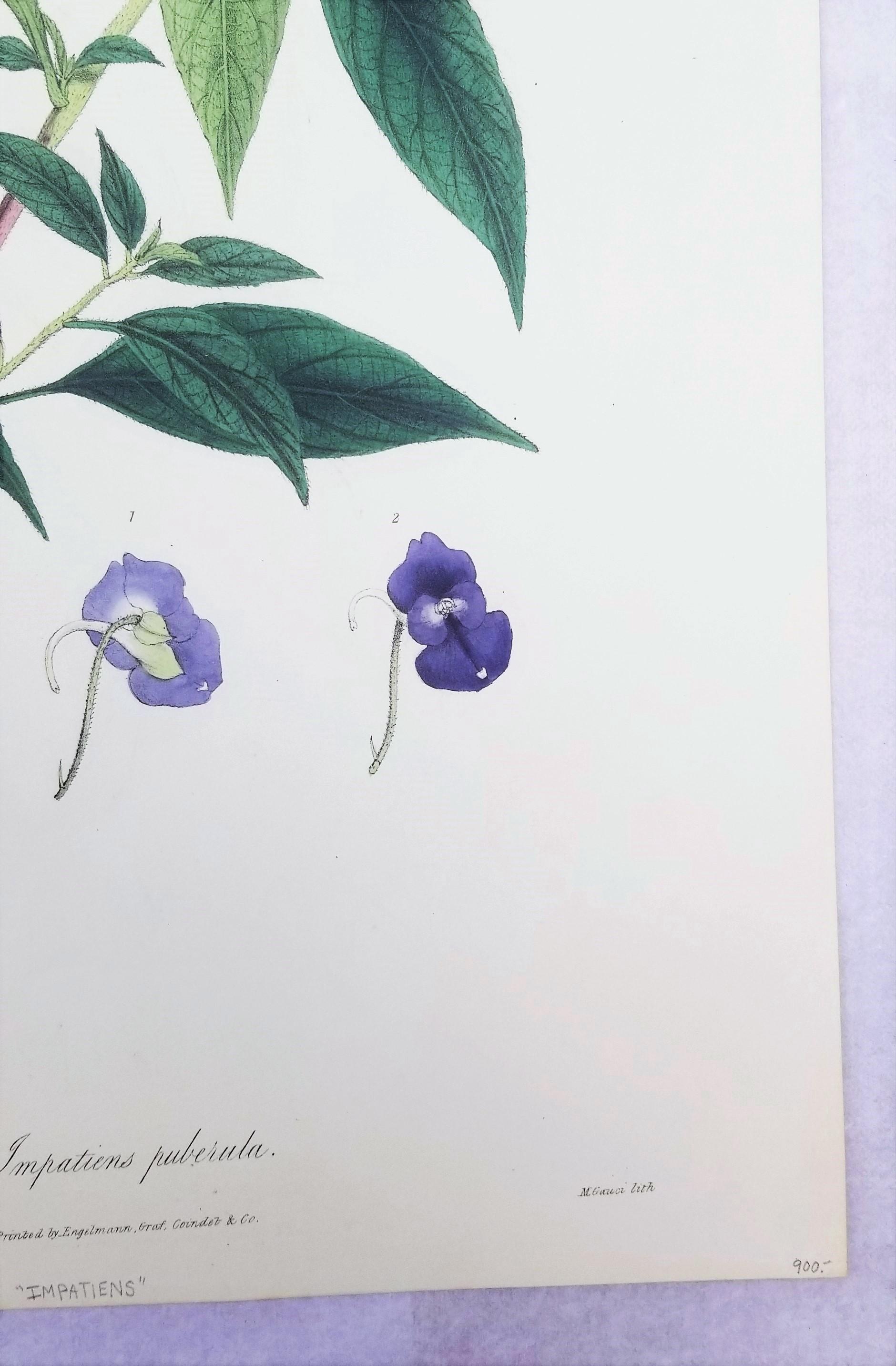 Impatiens puberula (Soft Pink Balsam) /// Impression ancienne de fleurs botaniques et de plantes en vente 1