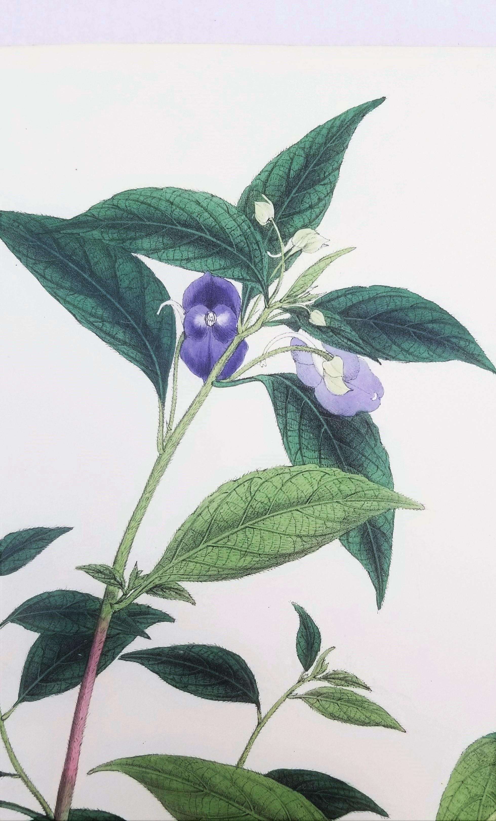 Impatiens puberula (Soft Pink Balsam) /// Impression ancienne de fleurs botaniques et de plantes en vente 2