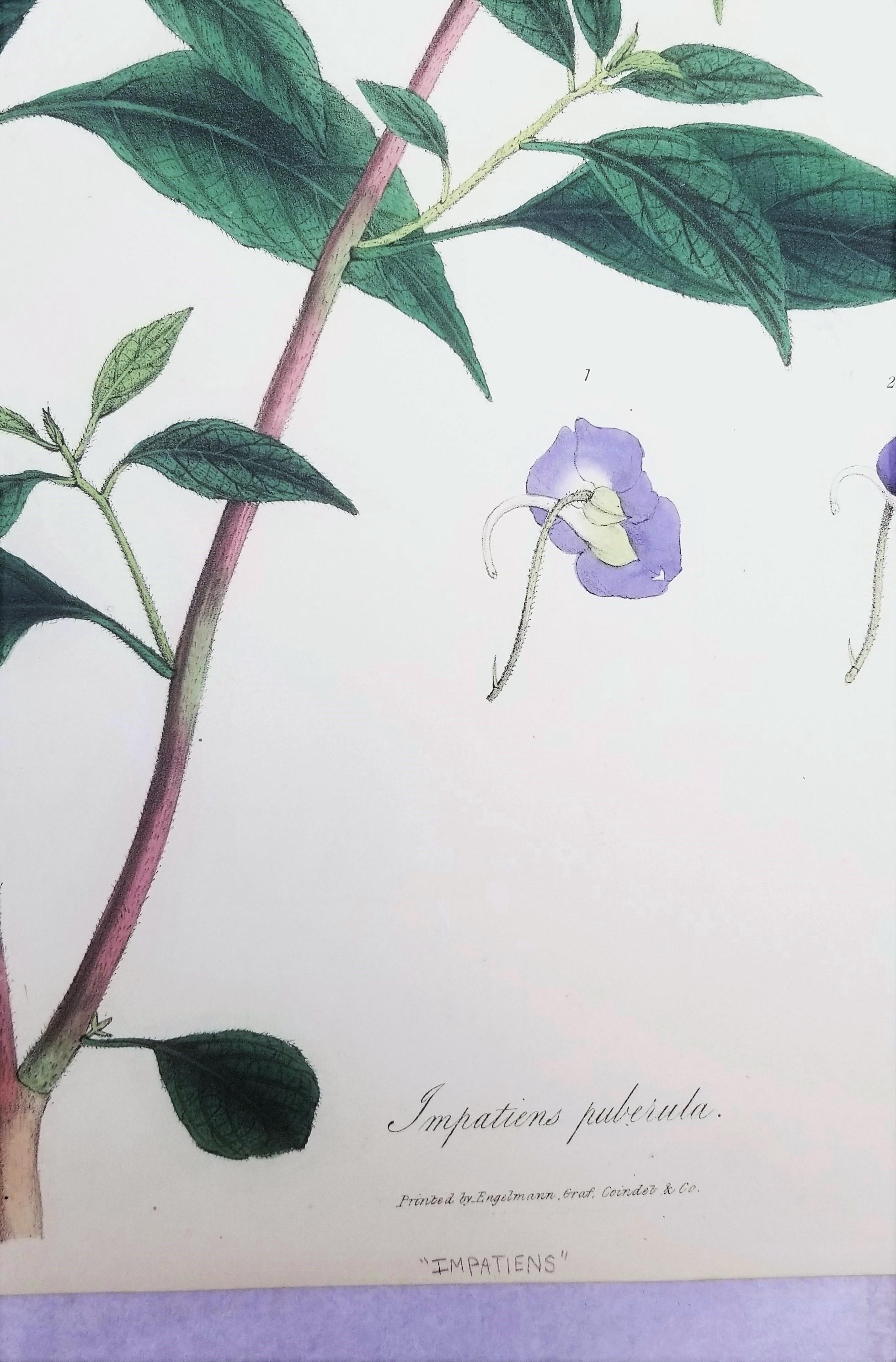 Impatiens puberula (Soft Pink Balsam) /// Impression ancienne de fleurs botaniques et de plantes en vente 3