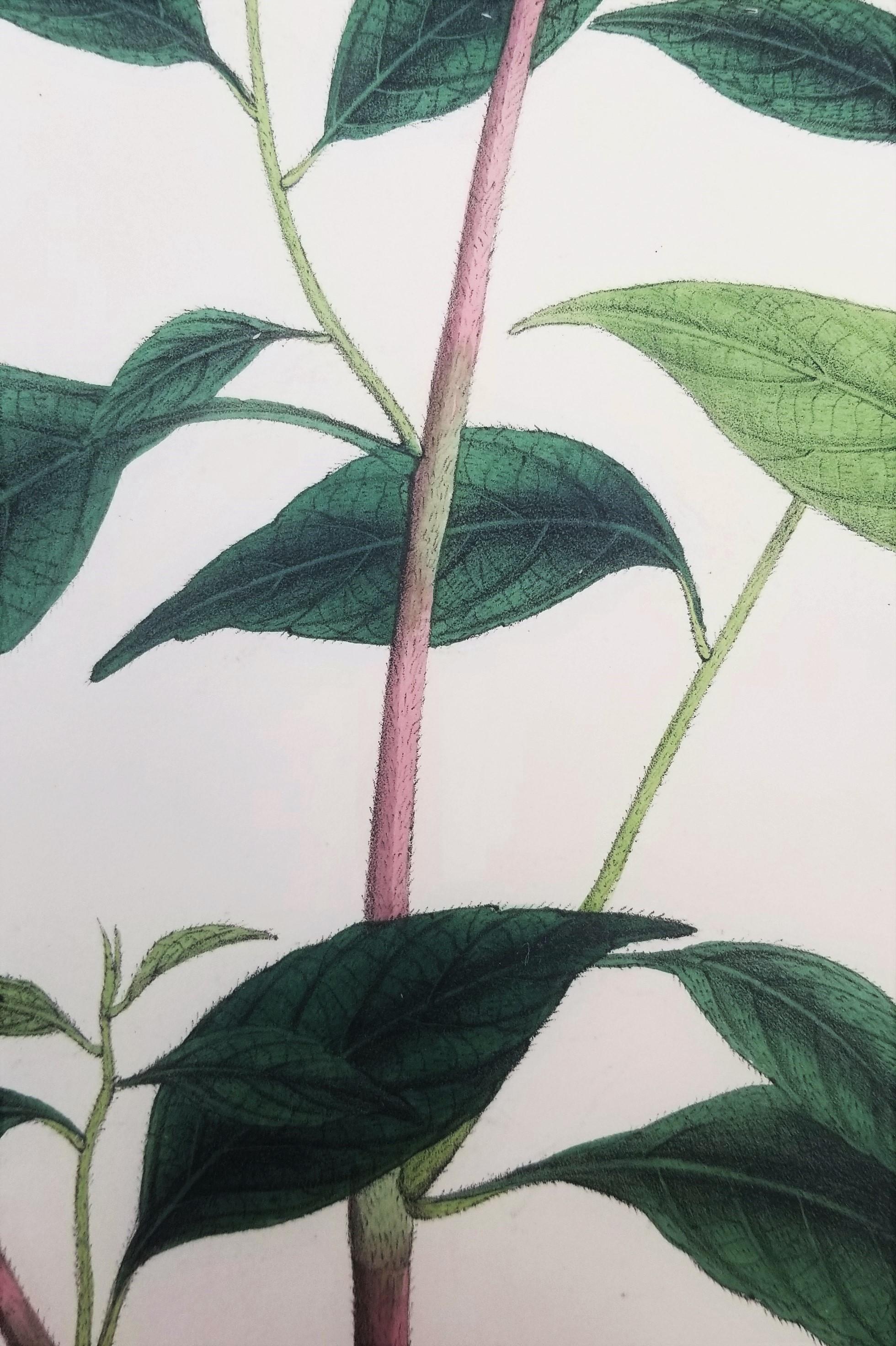 Impatiens puberula (Soft Pink Balsam) /// Impression ancienne de fleurs botaniques et de plantes en vente 4