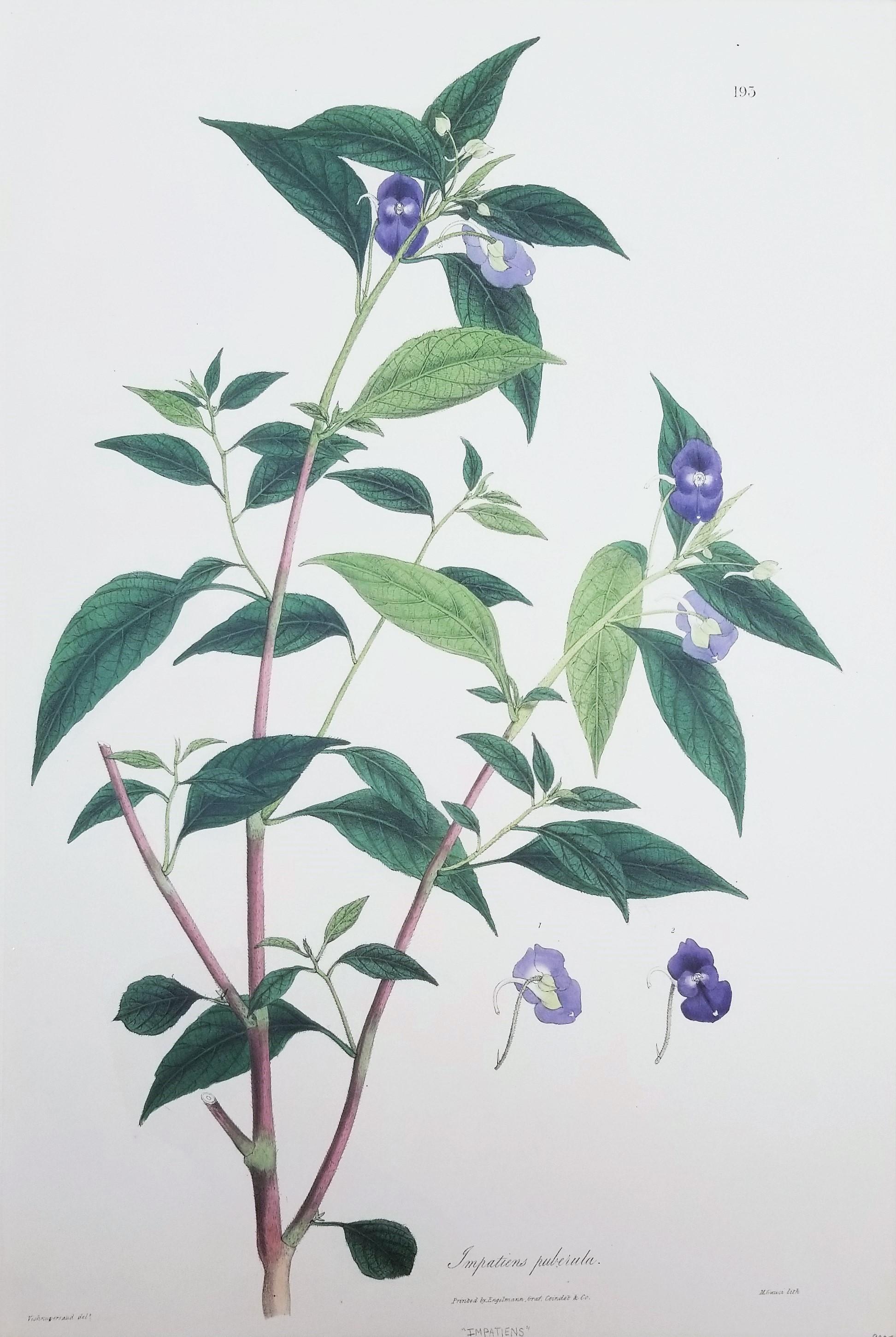 Impatiens puberula (Bálsamo rosa suave) /// Impresión de plantas de flores botánicas antiguas