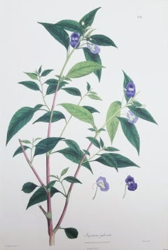 Impatiens puberula (Bálsamo rosa suave) /// Impresión de plantas de flores botánicas antiguas