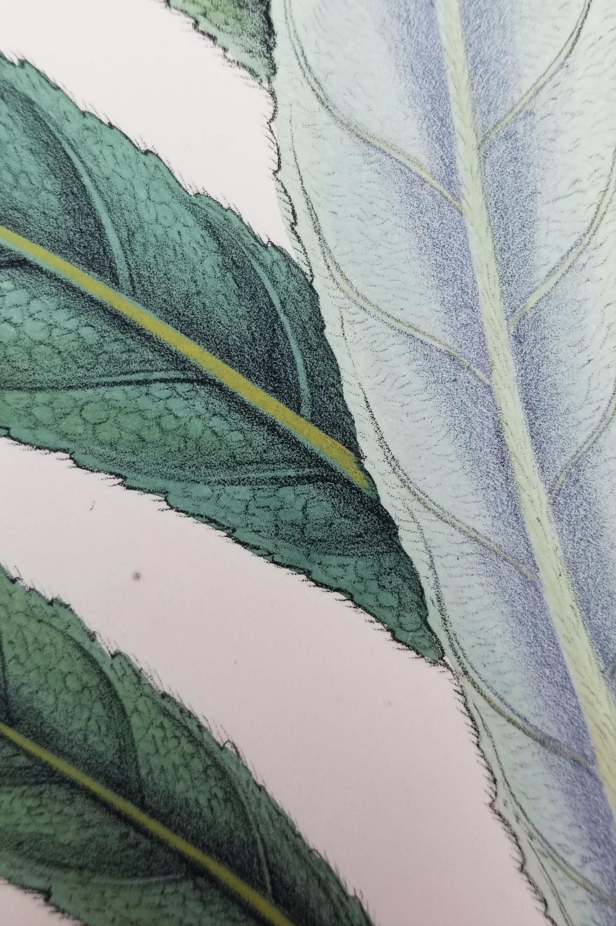 Salvia cana (Salvia lanuda) /// Botánica Botánica Flores Plantas Ciencia Arte Imprimir en venta 5
