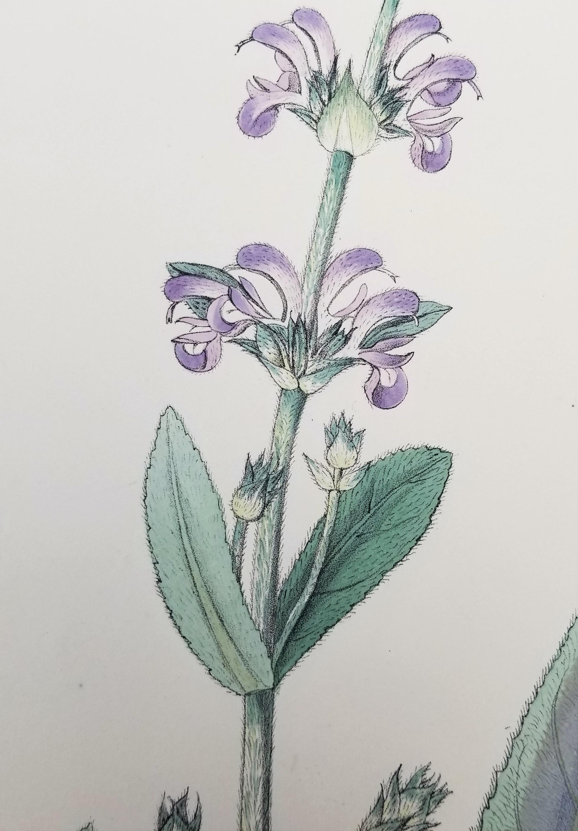 Salvia cana (Salvia lanuda) /// Botánica Botánica Flores Plantas Ciencia Arte Imprimir en venta 6