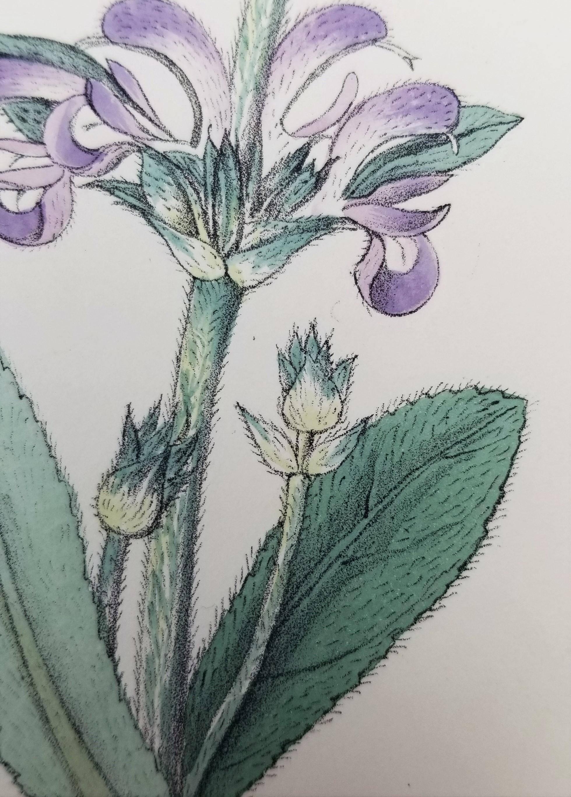 Salvia cana (Salvia lanuda) /// Botánica Botánica Flores Plantas Ciencia Arte Imprimir en venta 7