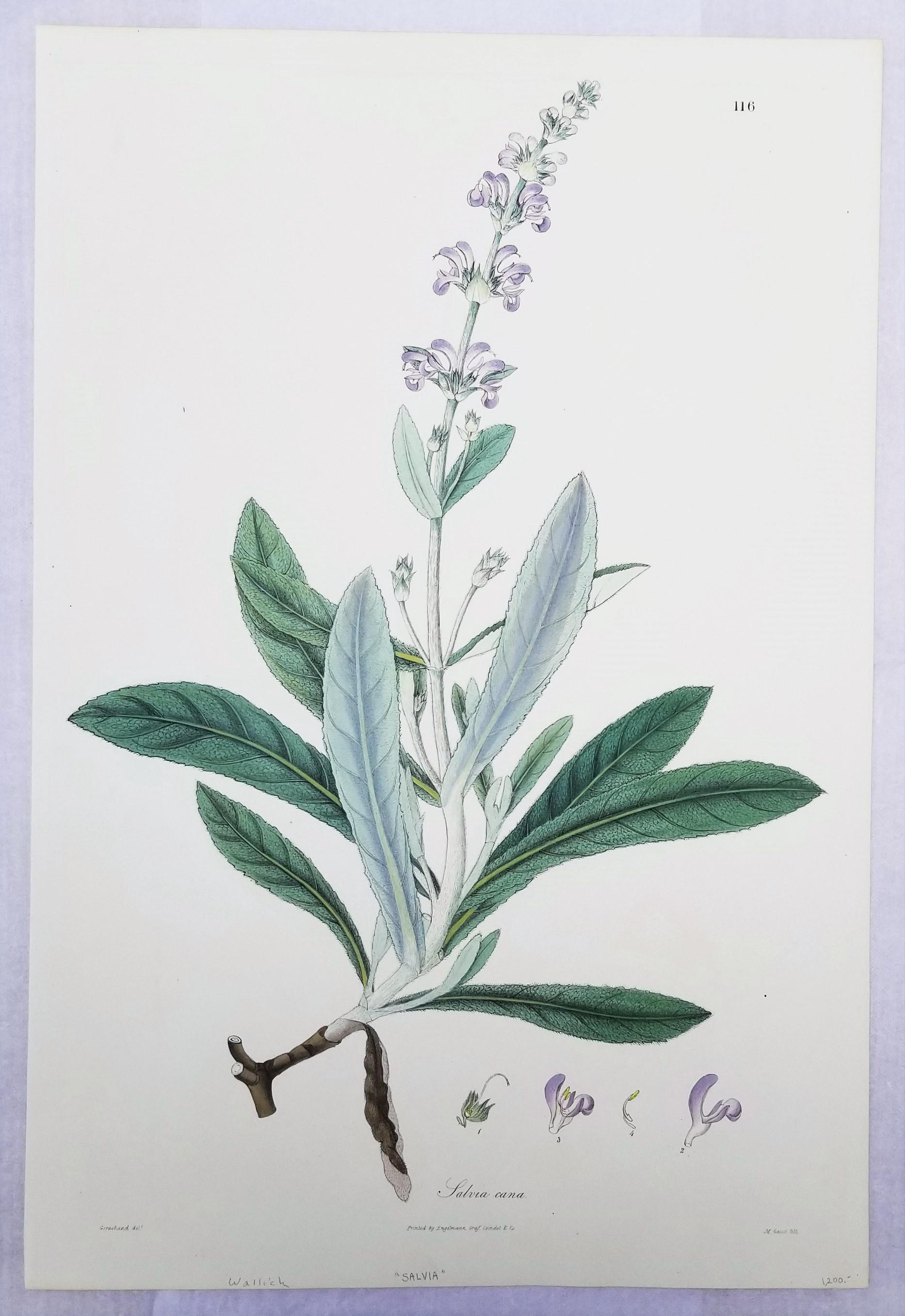 Salvia cana (Salvia lanuda) /// Botánica Botánica Flores Plantas Ciencia Arte Imprimir - Print de Nathaniel Wallich
