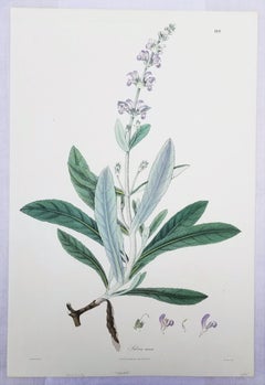 Salvia cana (Woolly Sage) /// Botanical Botany Flowers Plants Science Art Print