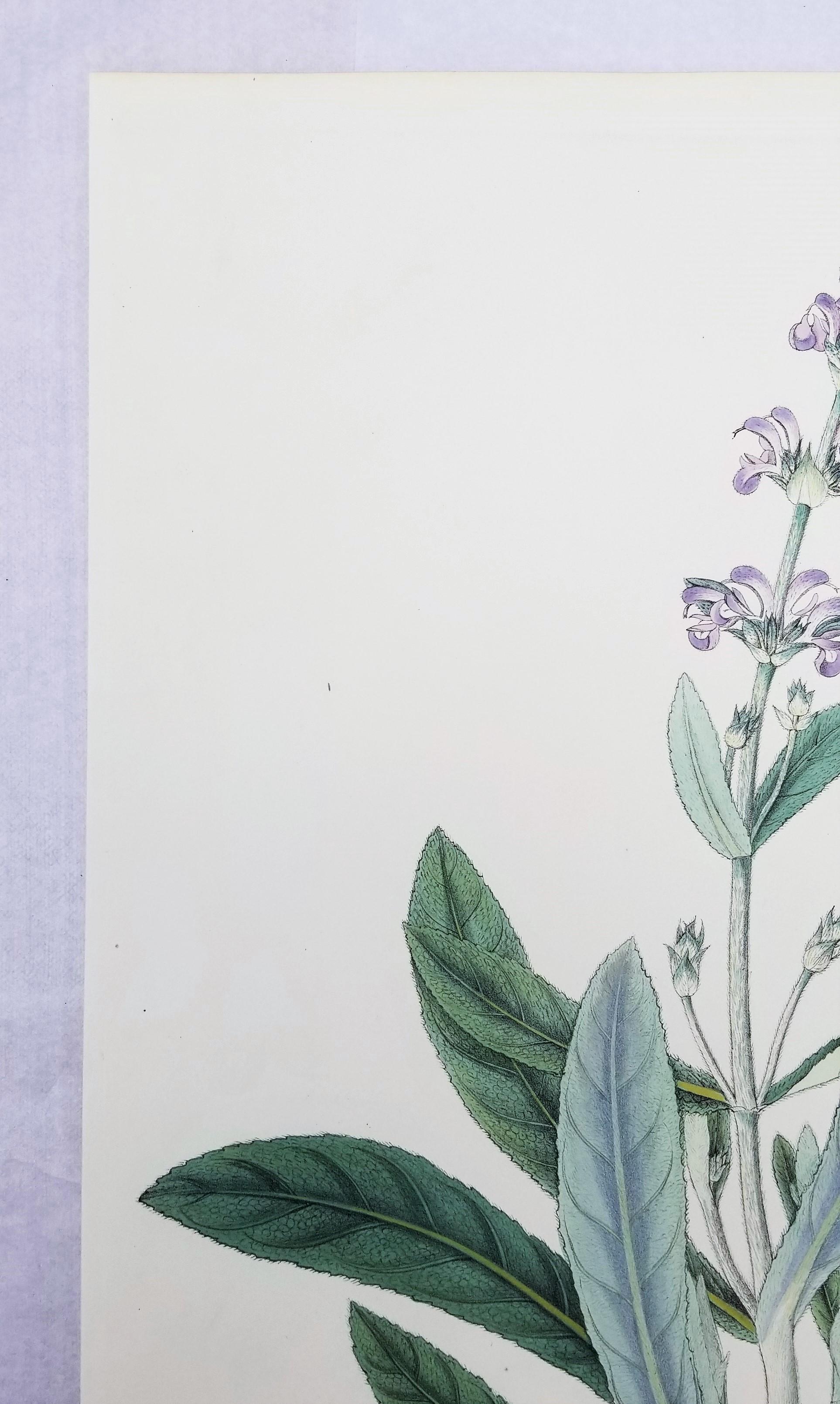 Salvia cana (Salvia lanuda) /// Botánica Botánica Flores Plantas Ciencia Arte Imprimir - Still-Life Print Gris de Nathaniel Wallich