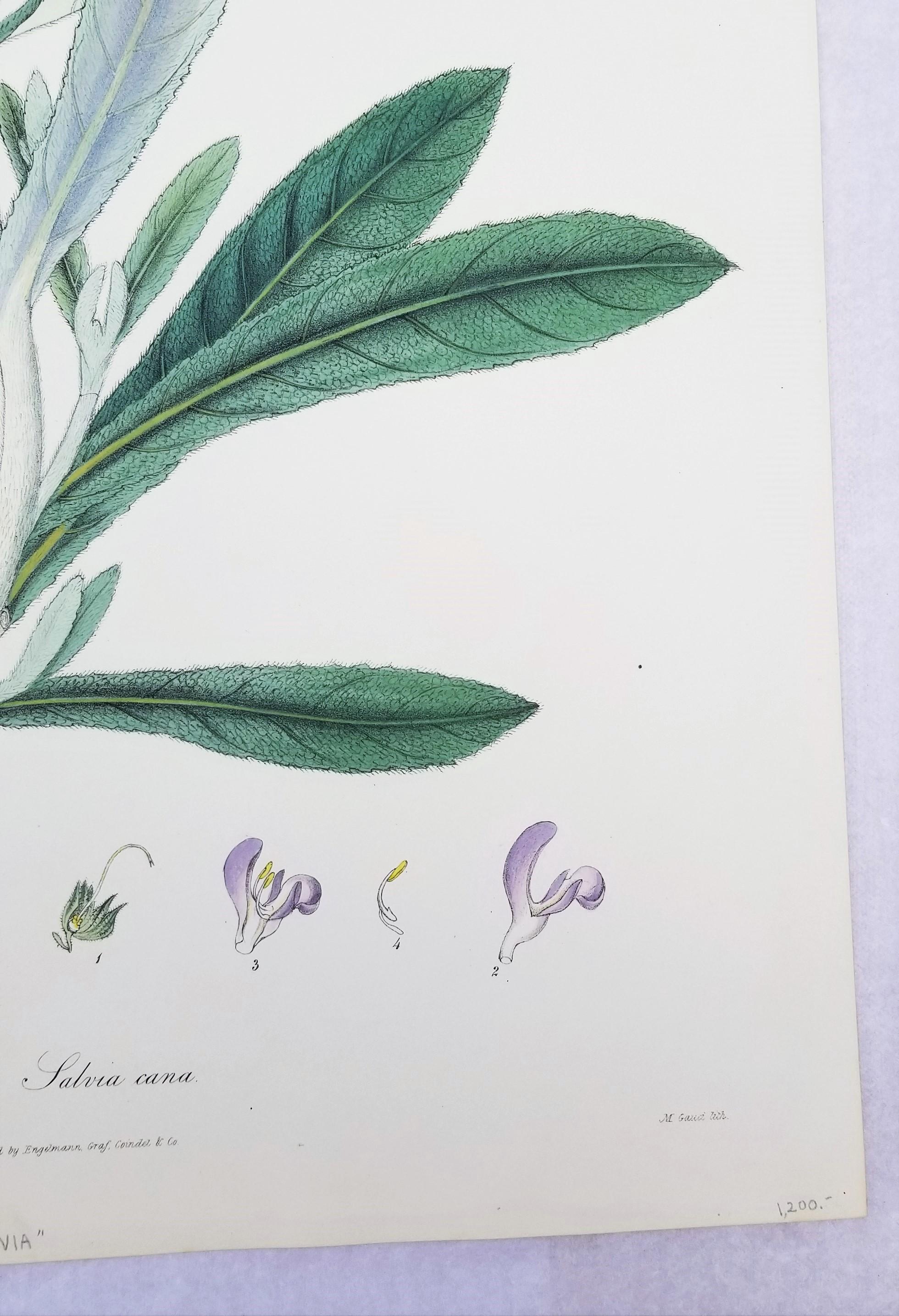 Salvia cana (Salvia lanuda) /// Botánica Botánica Flores Plantas Ciencia Arte Imprimir en venta 1