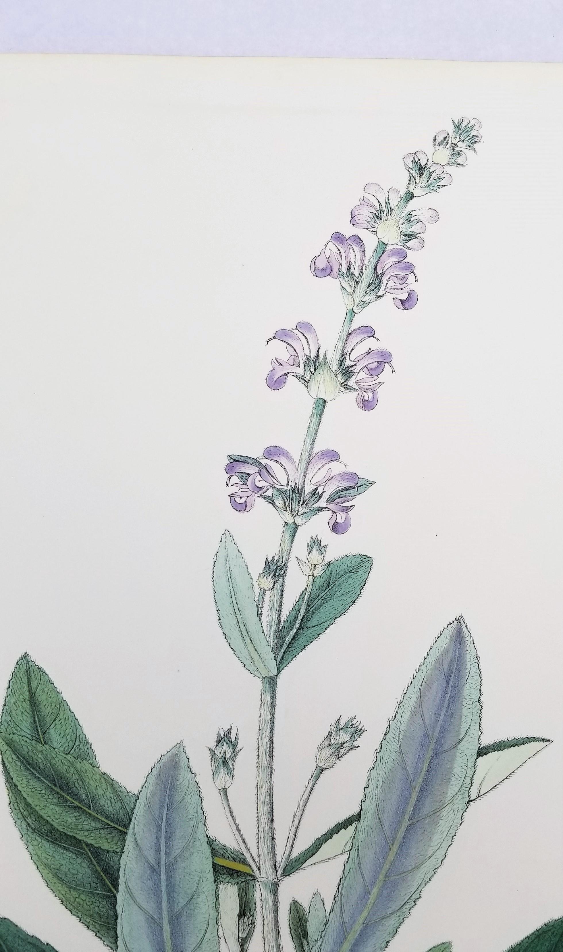 Salvia cana (Salvia lanuda) /// Botánica Botánica Flores Plantas Ciencia Arte Imprimir en venta 2