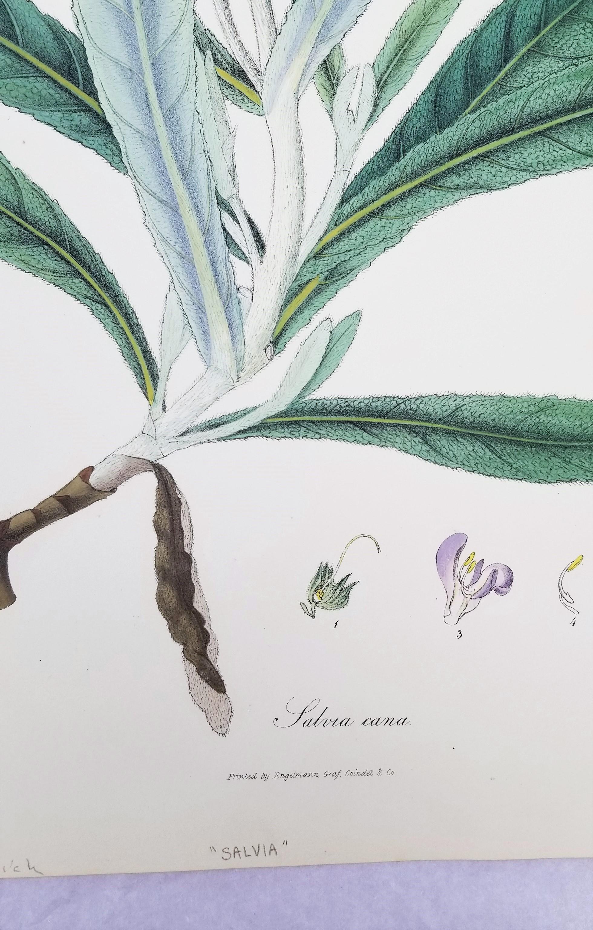 Salvia cana (Salvia lanuda) /// Botánica Botánica Flores Plantas Ciencia Arte Imprimir en venta 3