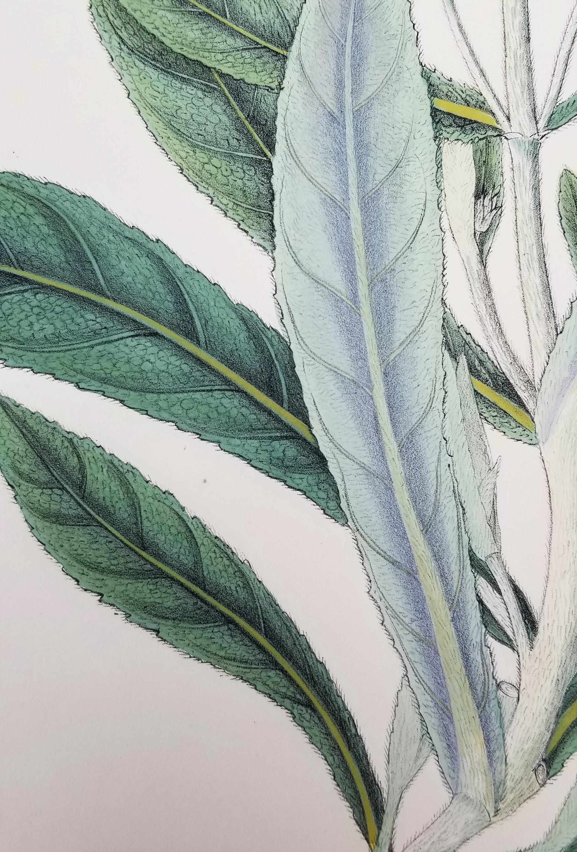 Salvia cana (Salvia lanuda) /// Botánica Botánica Flores Plantas Ciencia Arte Imprimir en venta 4