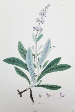Antique Salvia cana (Woolly Sage) /// Botanical Botany Flowers Plants Science Art Print