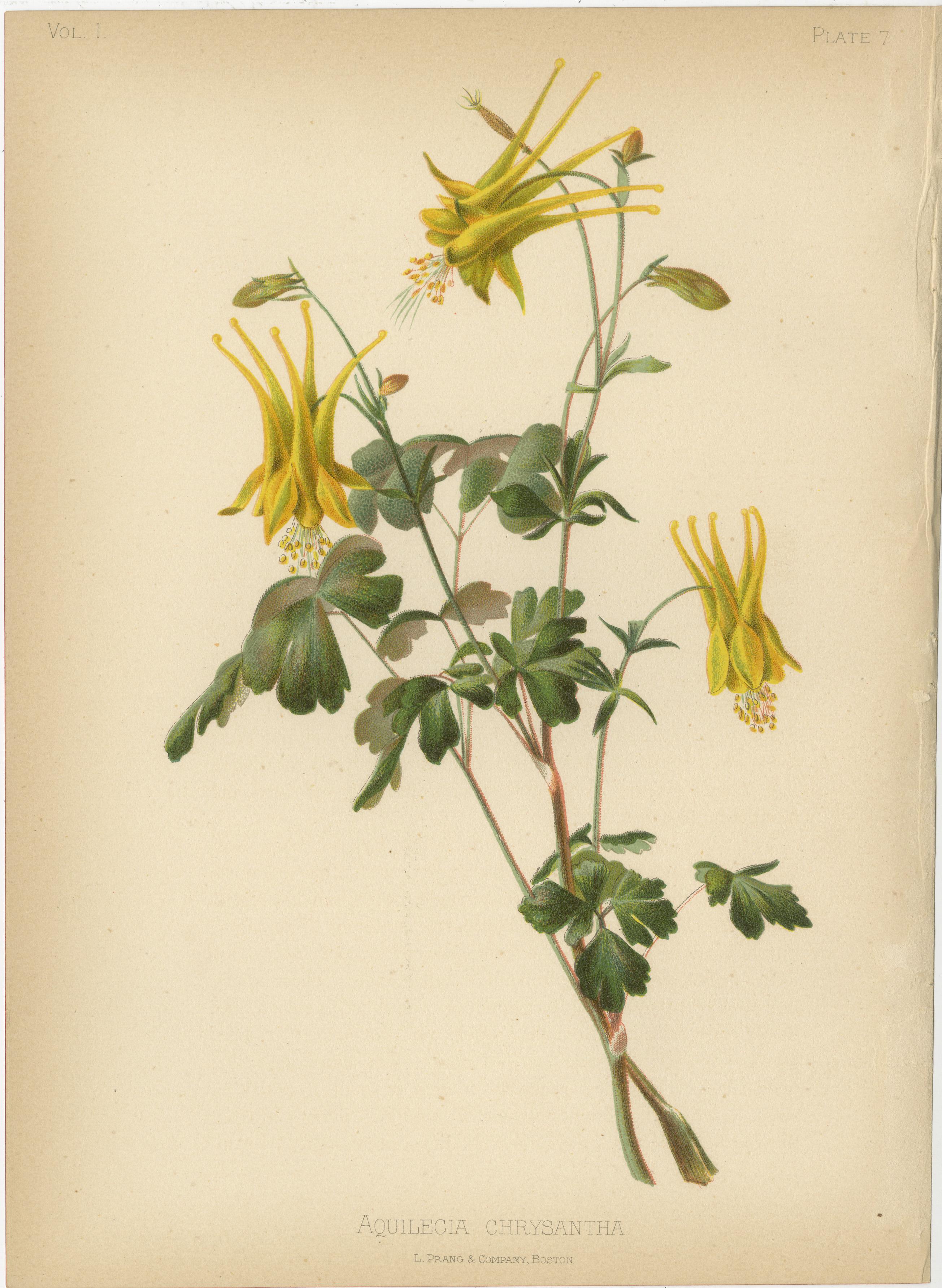Das Bild zeigt eine Sammlung von vier Chromolithographien, die verschiedene Pflanzenarten darstellen. Diese Illustrationen zeichnen sich durch ihre botanische Genauigkeit und Ästhetik aus, die typisch für naturkundliche Publikationen des späten 19.
