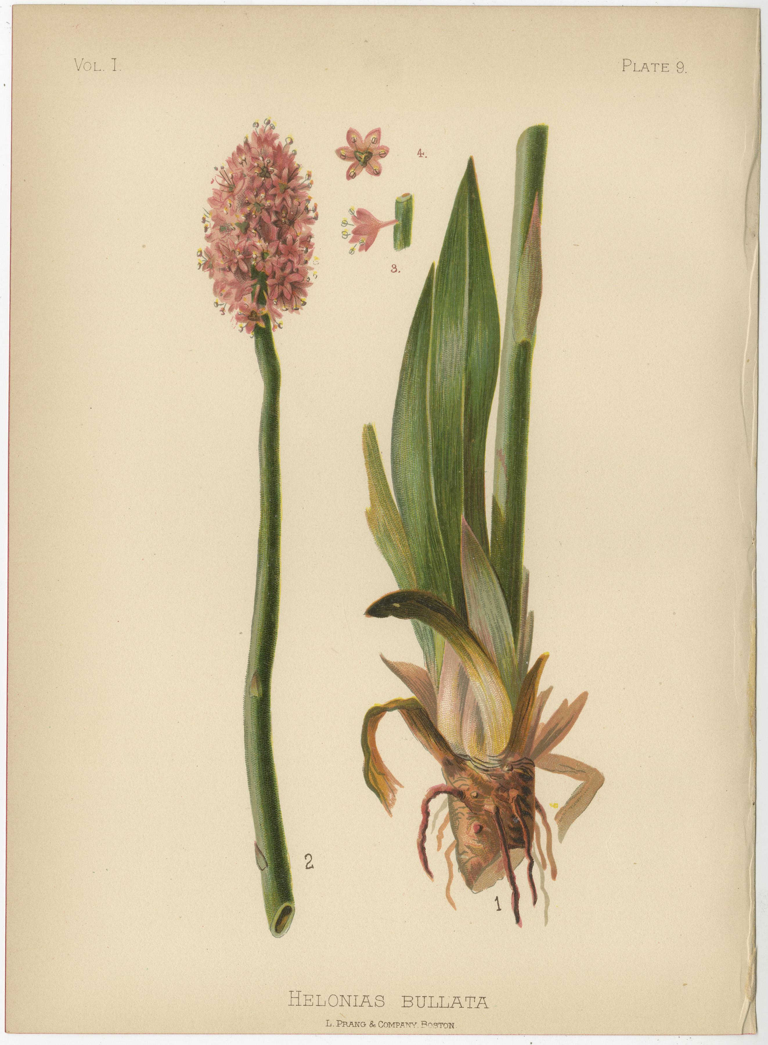 Late 19th Century Native US Flora - Four Original Botanical Chromolithograps, 1879 For Sale