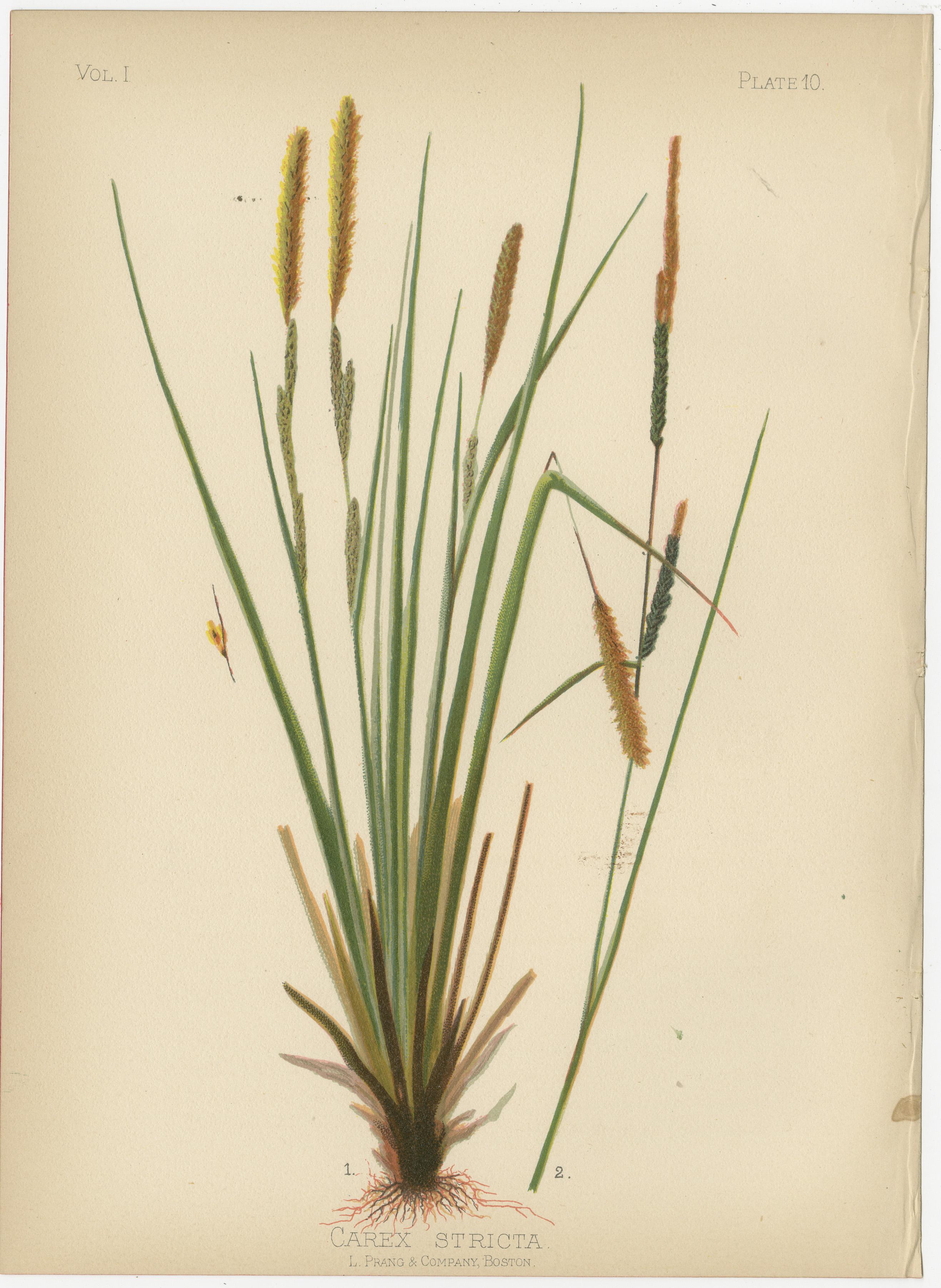 Flora der amerikanischen Ureinwohner der USA – vier originale botanische Chromolithograps, 1879 (Papier) im Angebot