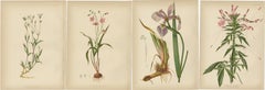 Native US Flora - Four Original Botanical Chromolithograps, 1879