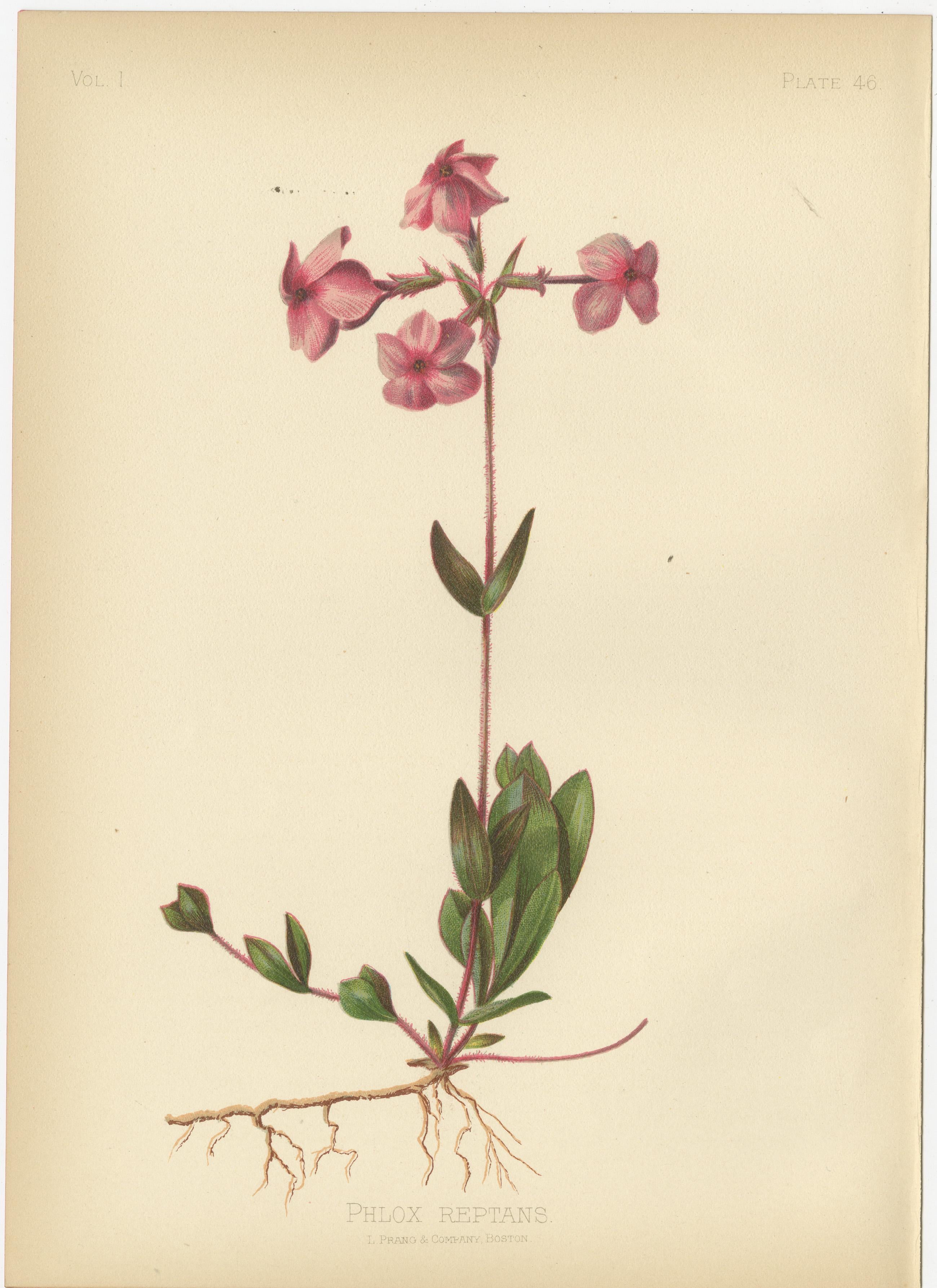 Paper Native US Flora - Seven Original Botanical Chromolithograps, 1879 For Sale