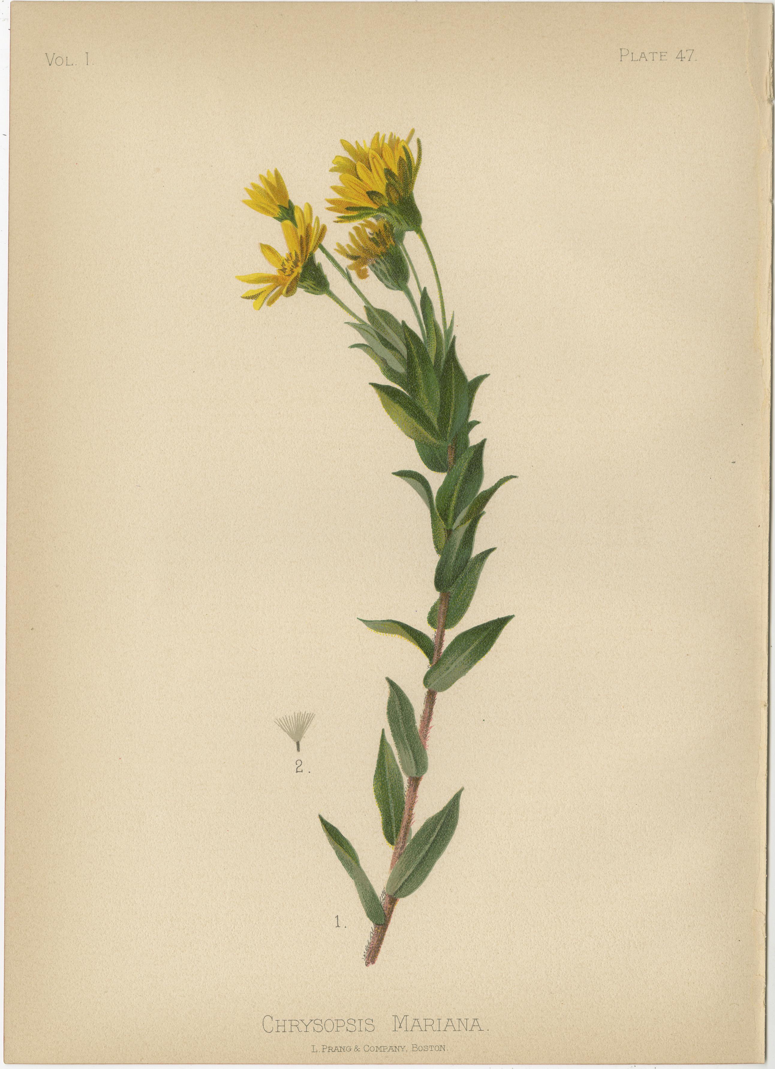 Native US Flora - Seven Original Botanical Chromolithograps, 1879 For Sale 2
